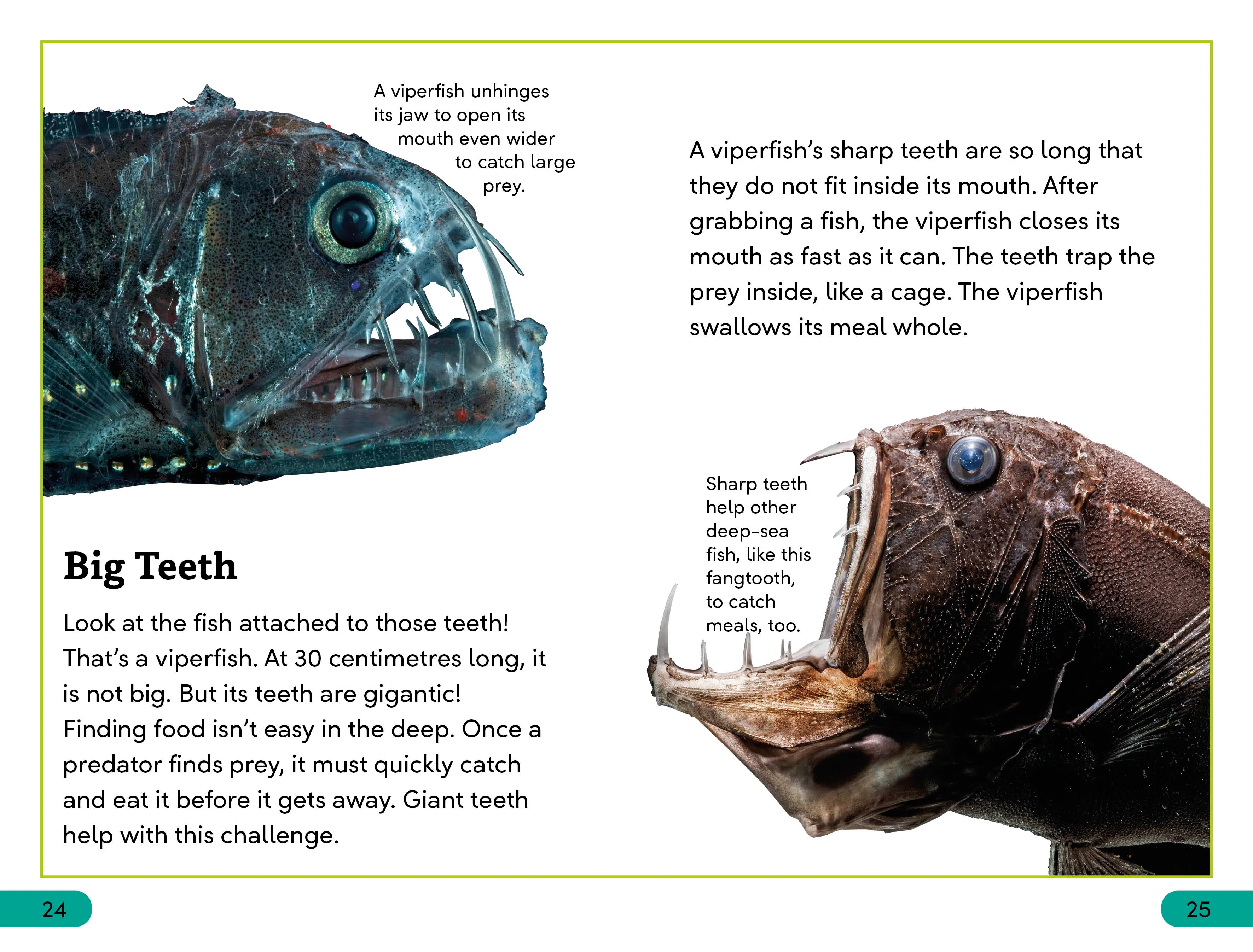 DK Super Readers Level 3 Deep-Sea Creatures - Image 4