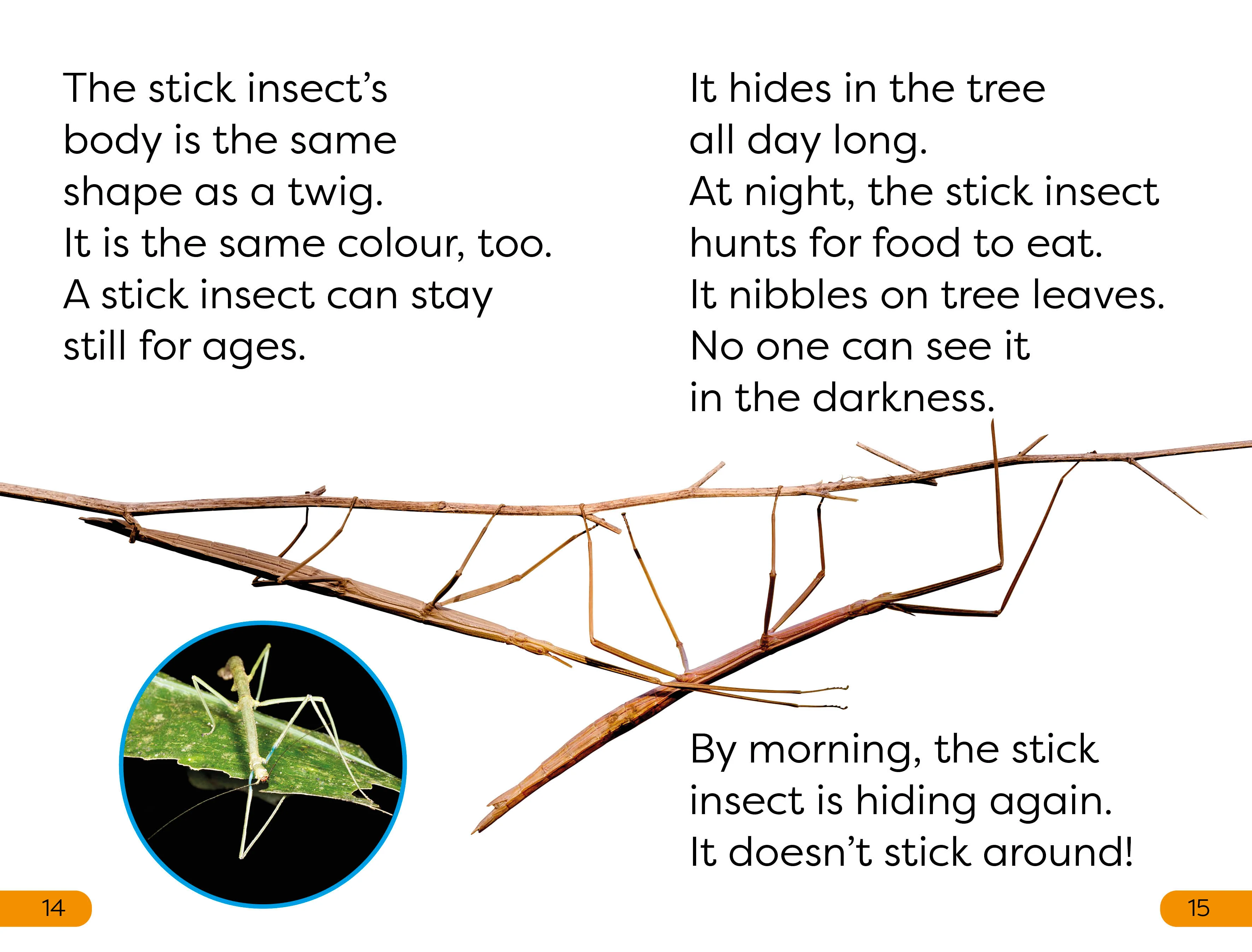 DK Super Readers Level 1 Bugs Hide and Seek - Image 4