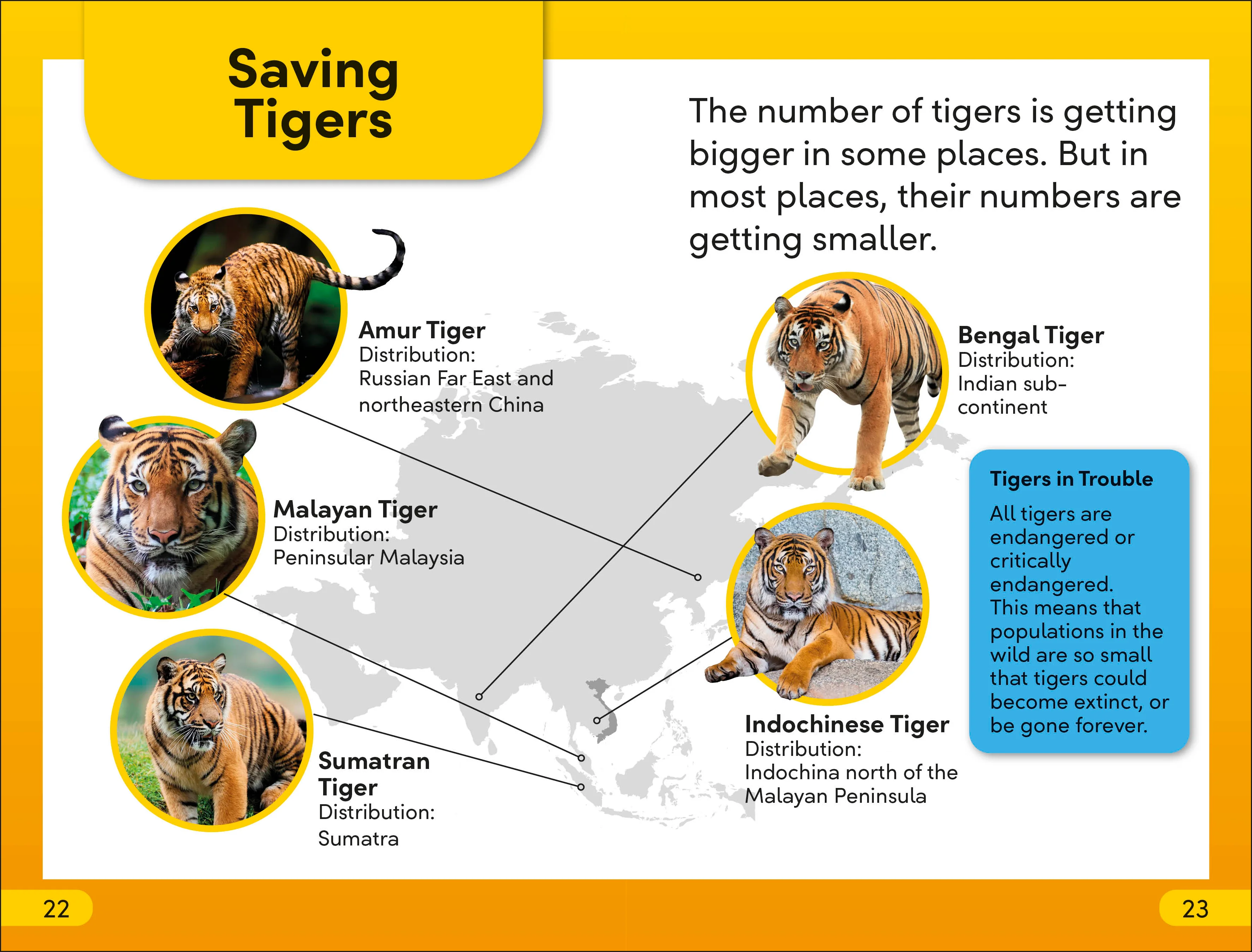 DK Super Readers Level 2 Save the Tigers - Image 3