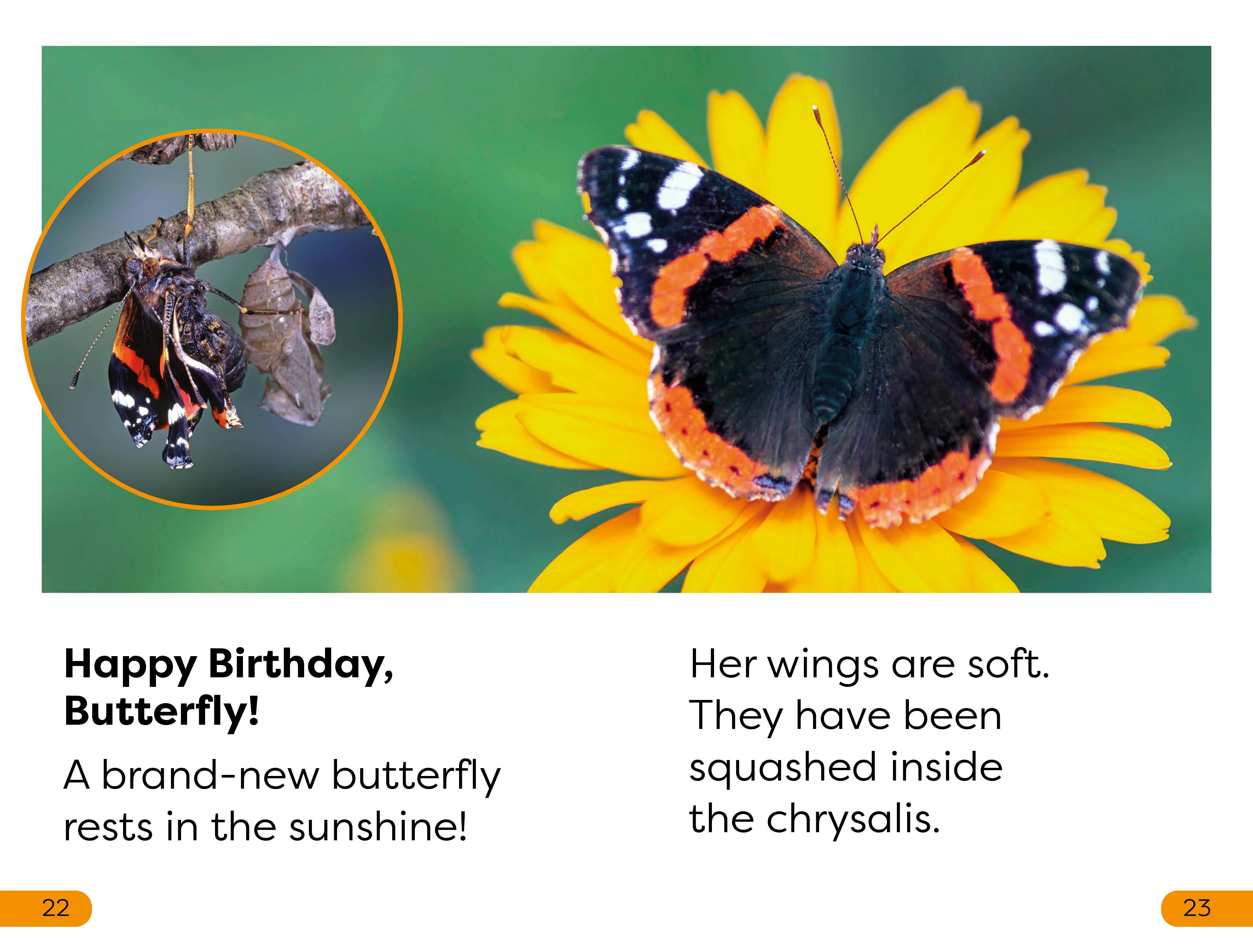 DK Super Readers Level 1 Becoming a Butterfly - Image 4
