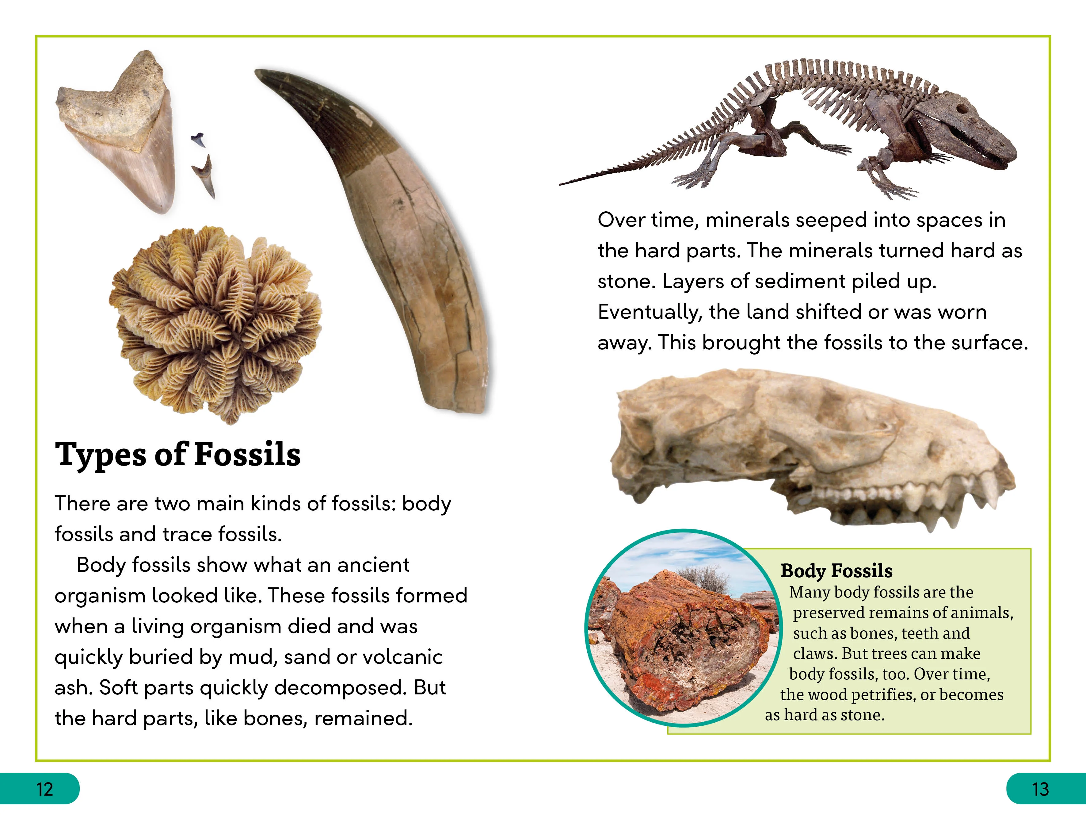 DK Super Readers Level 3 Fossils - Image 3