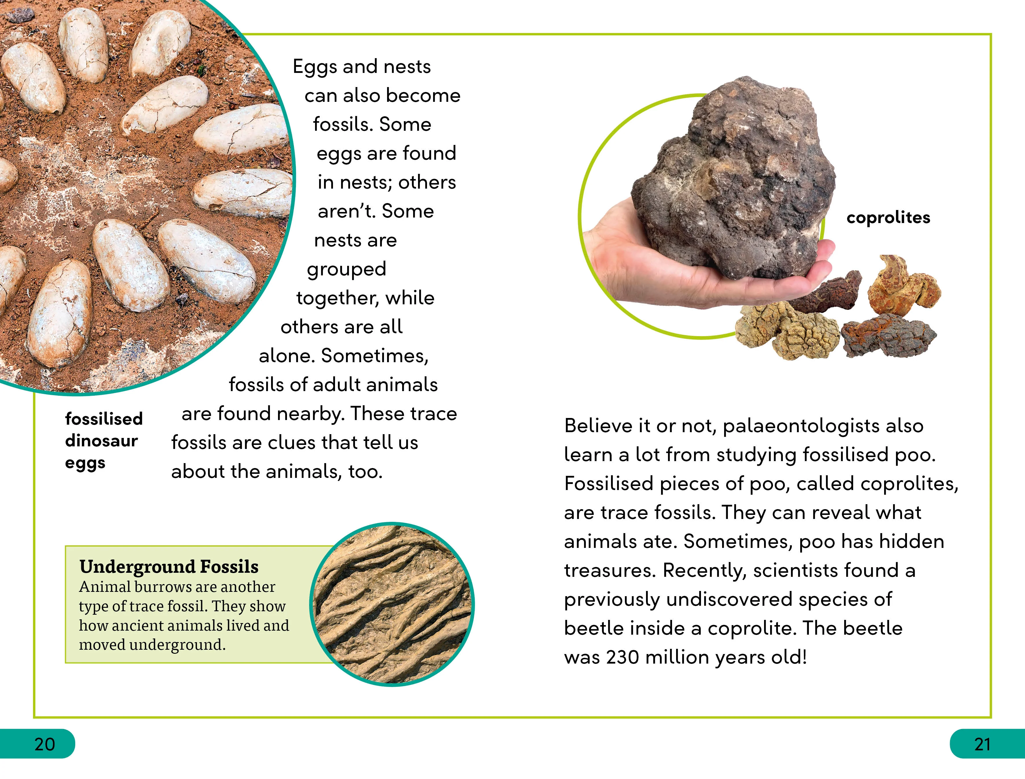 DK Super Readers Level 3 Fossils - Image 4