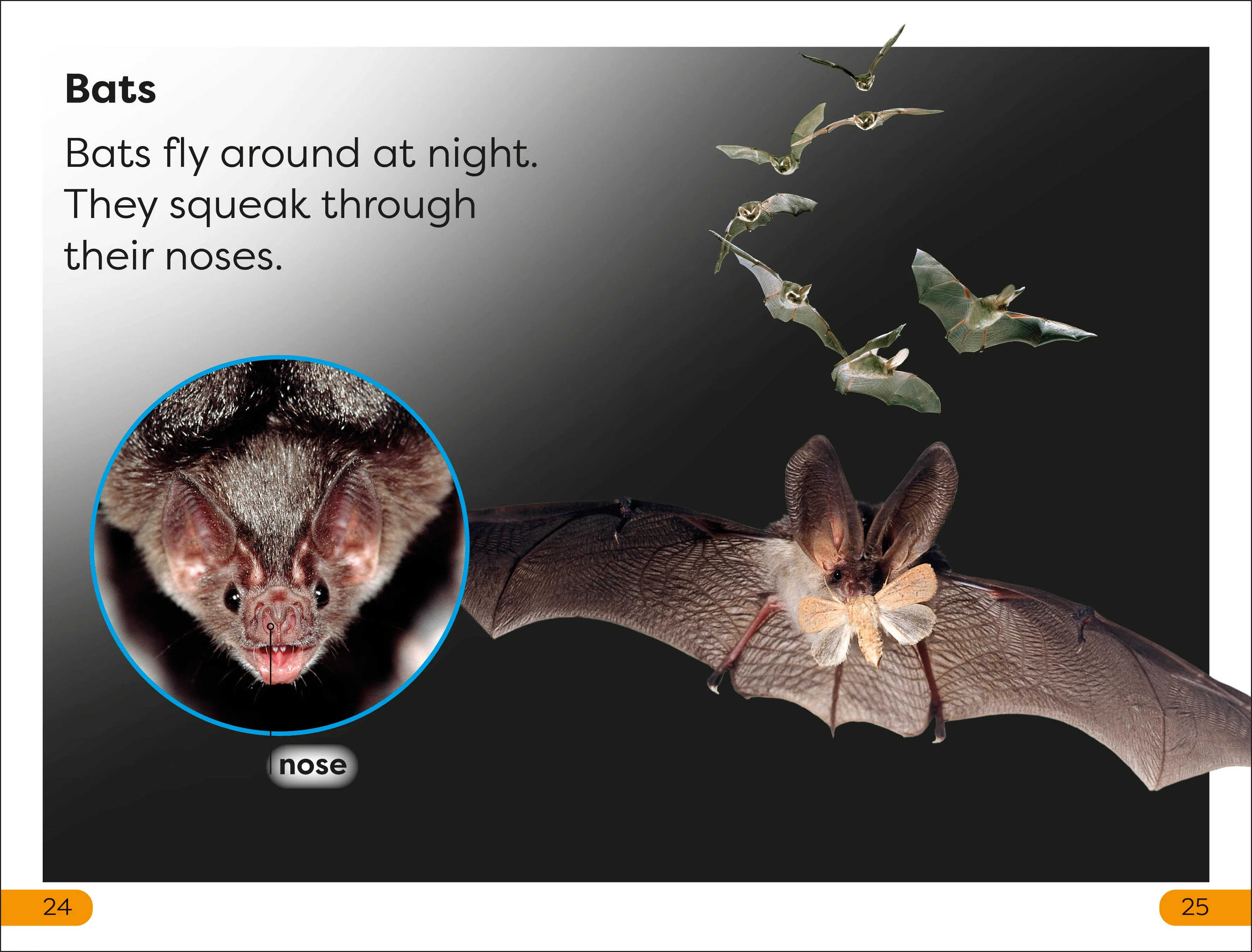 DK Super Readers Level 1 Night-time Animals - Image 3