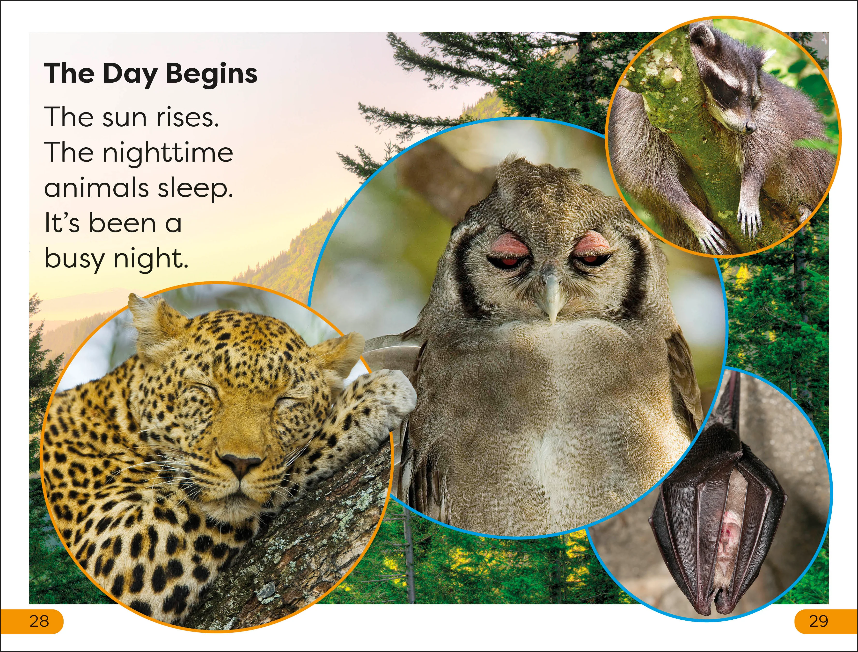 DK Super Readers Level 1 Night-time Animals - Image 4