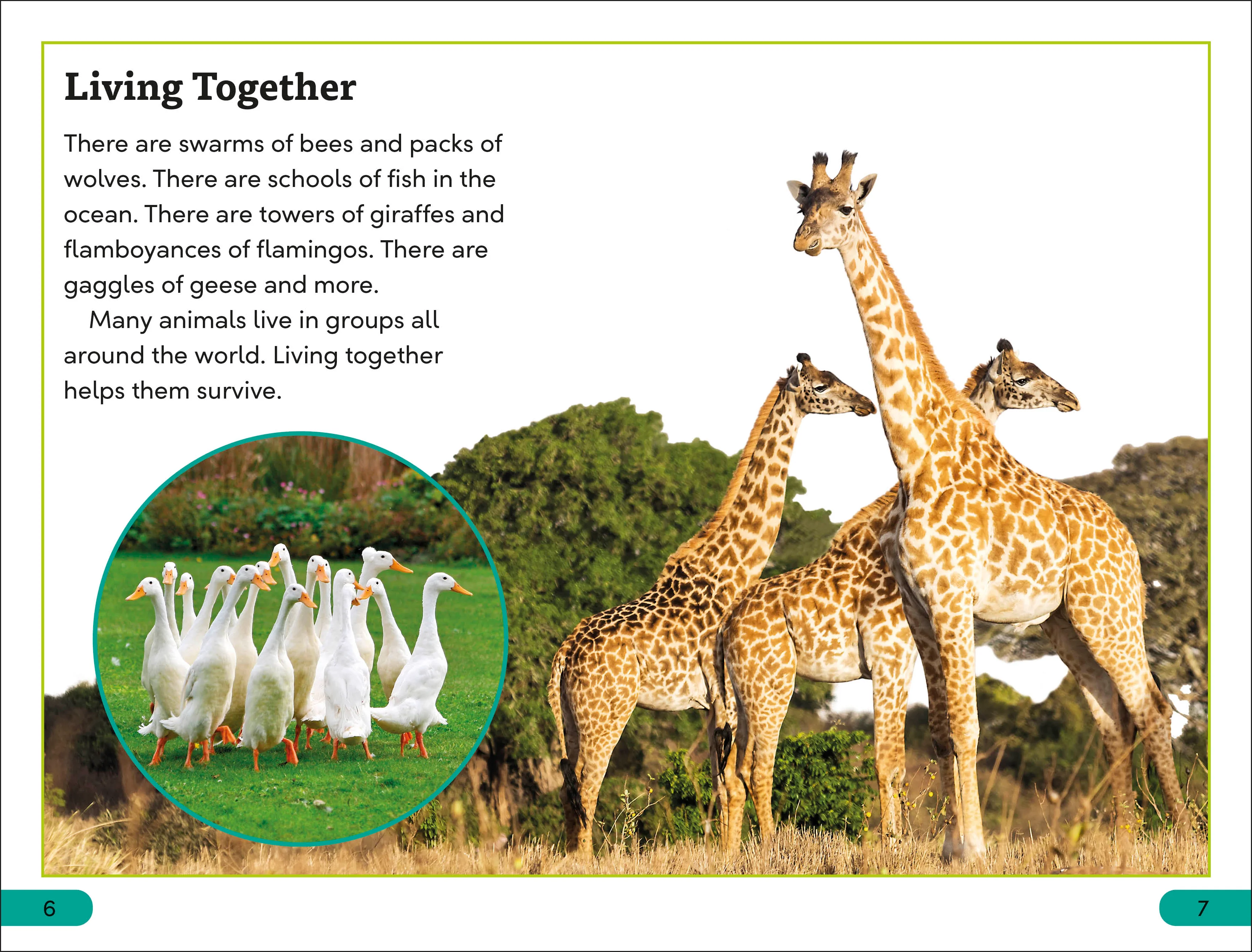 DK Super Readers Level 3 Wild Animal Groups - Image 3