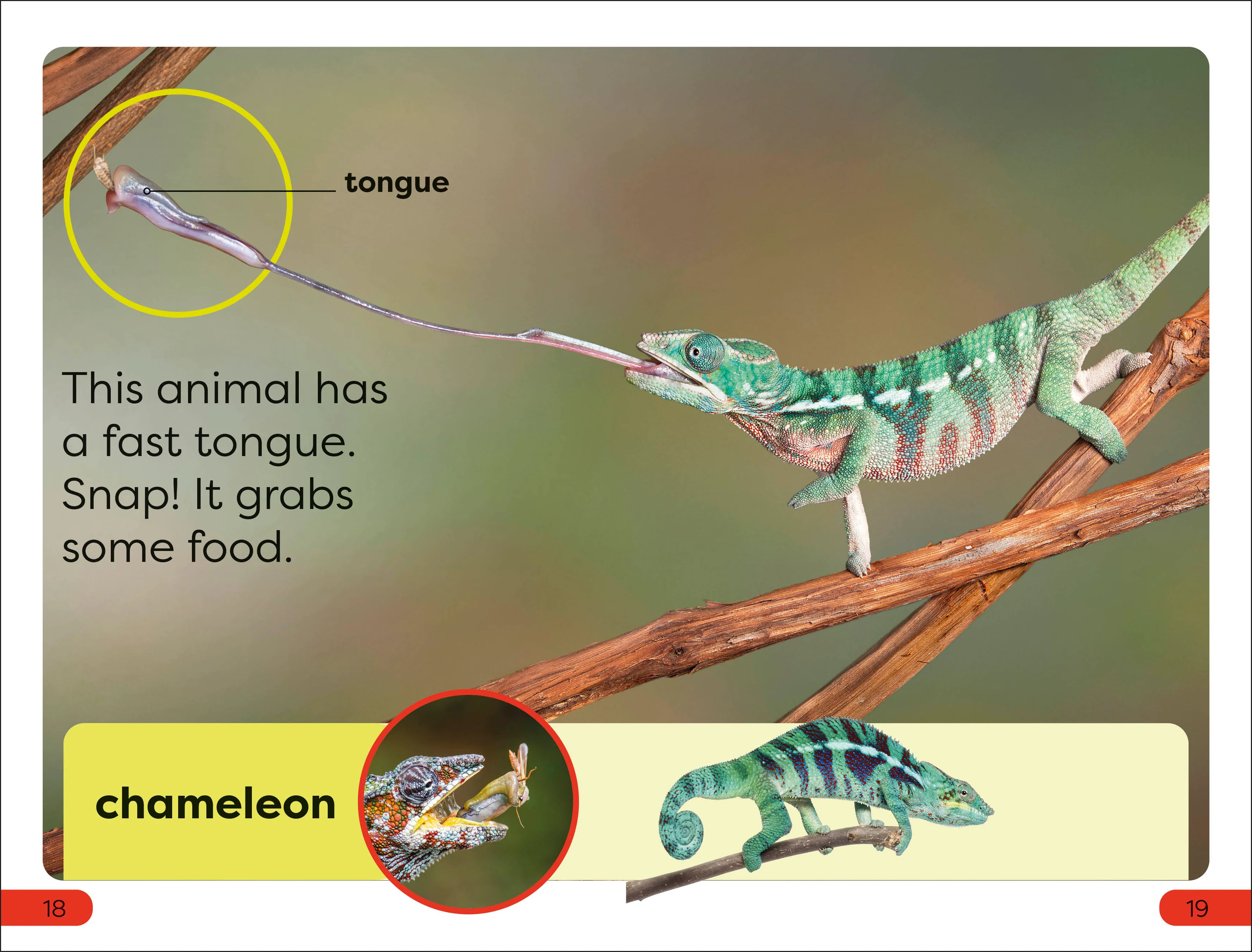 DK Super Readers Pre-Level Fast Animals - Image 4