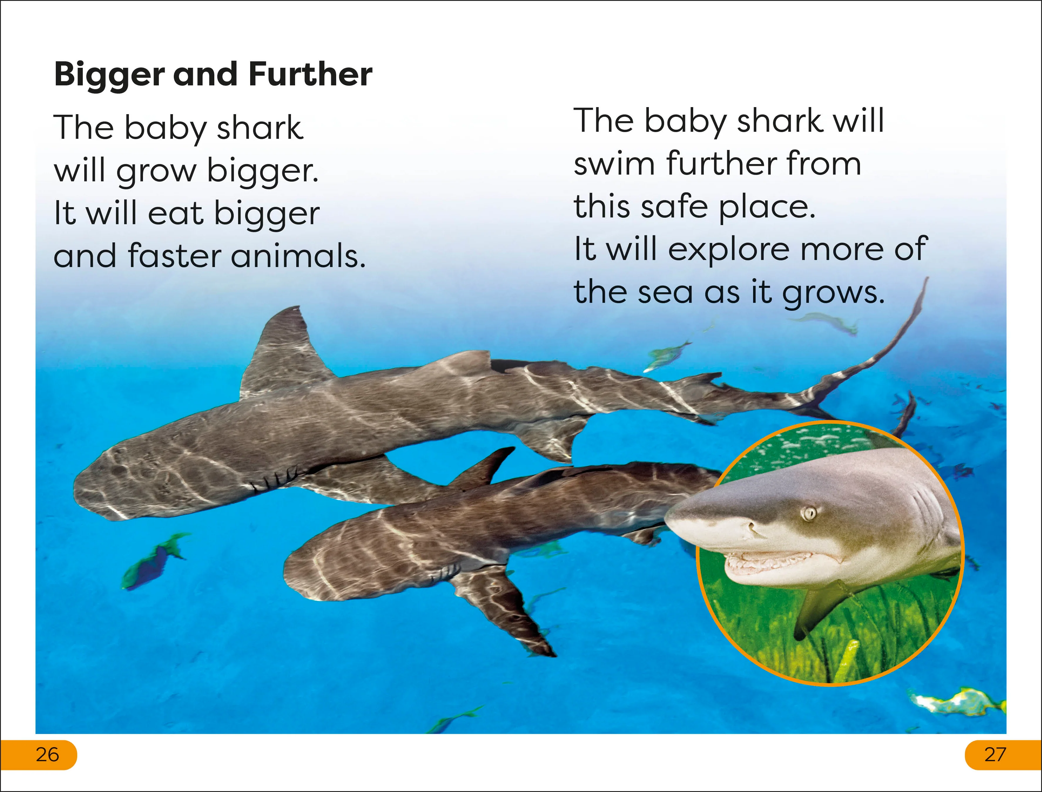 DK Super Readers Level 1 Life of a Baby Lemon Shark - Image 3