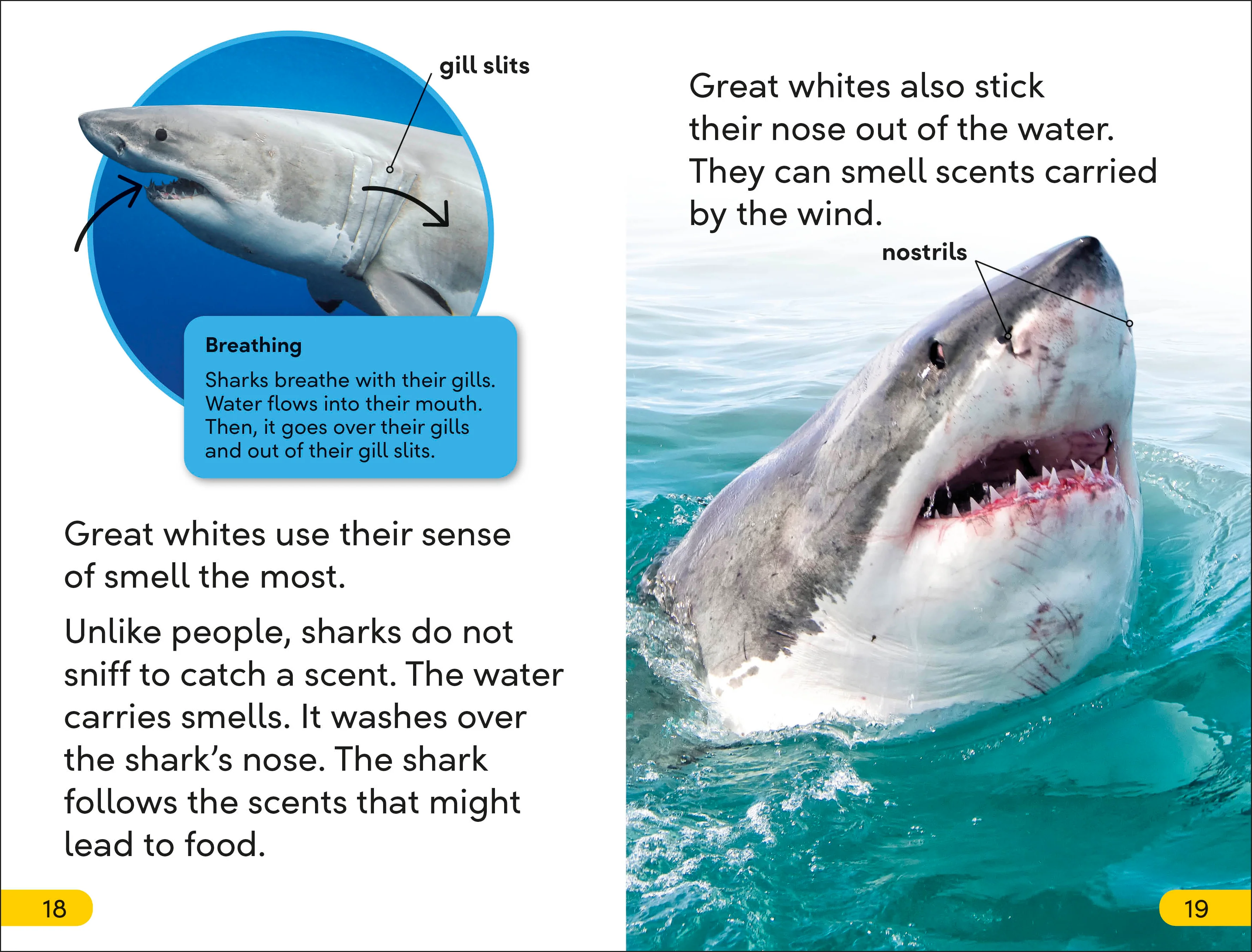 DK Super Readers Level 2 Great White Sharks - Image 4