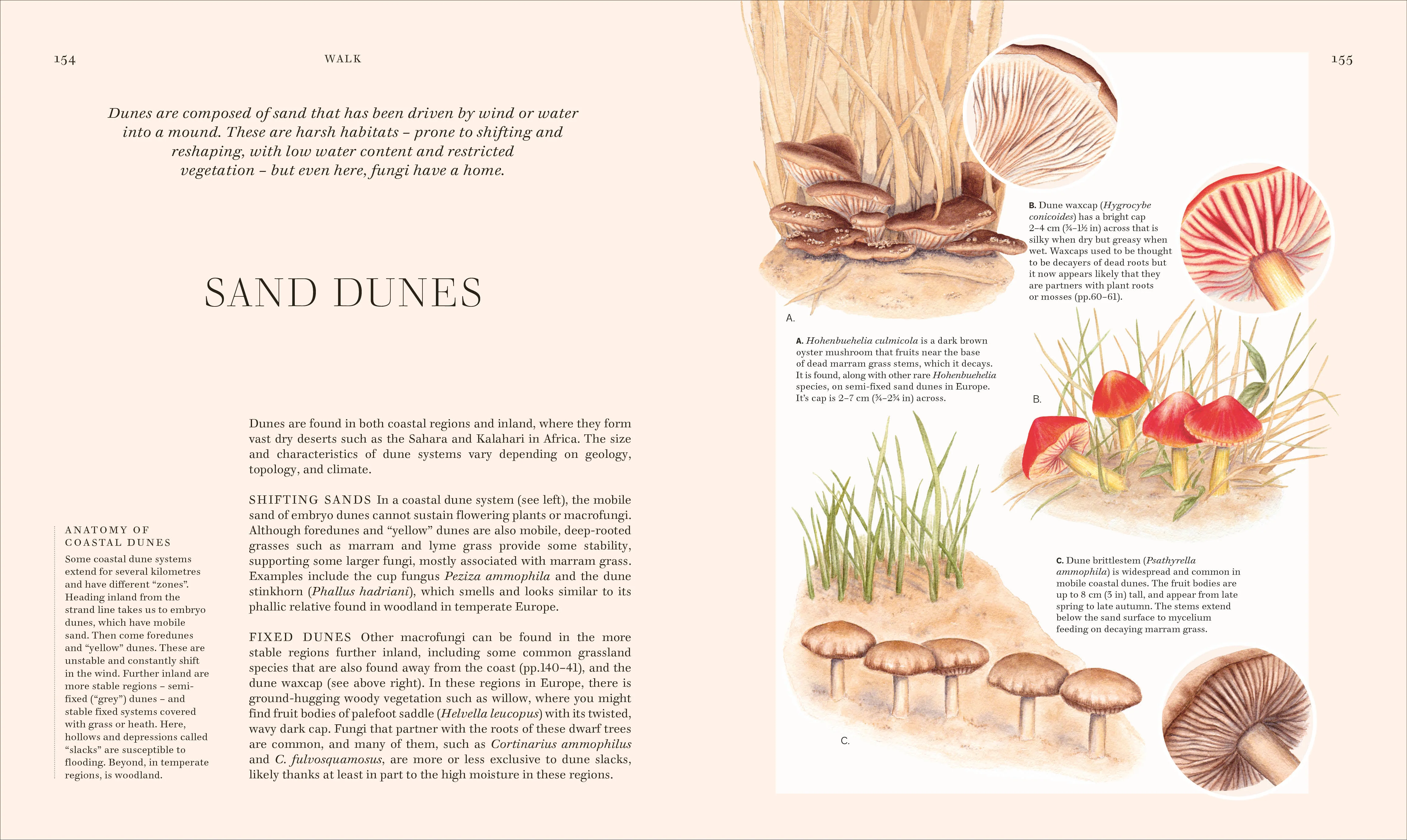 Fungi - Image 4