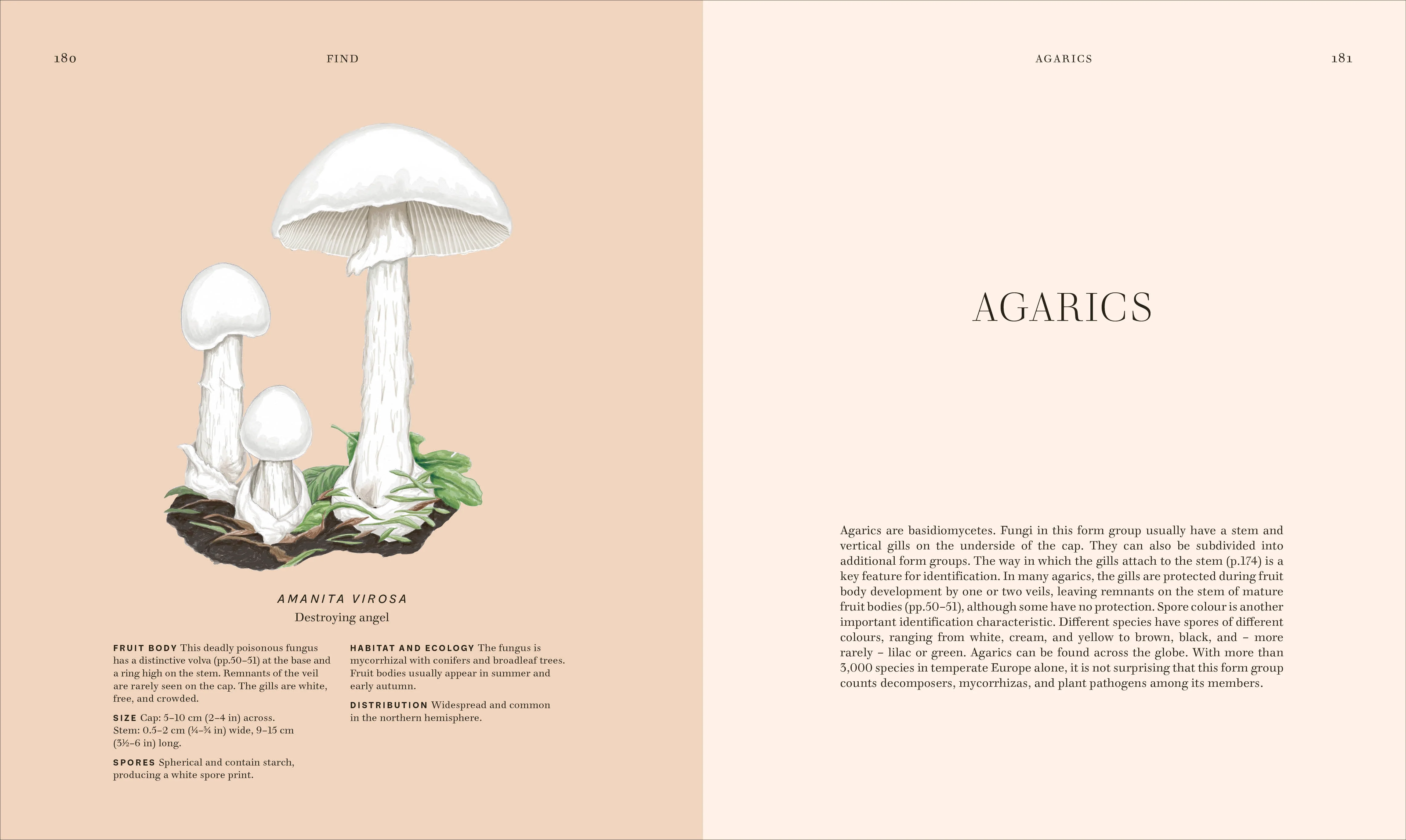 Fungi - Image 5