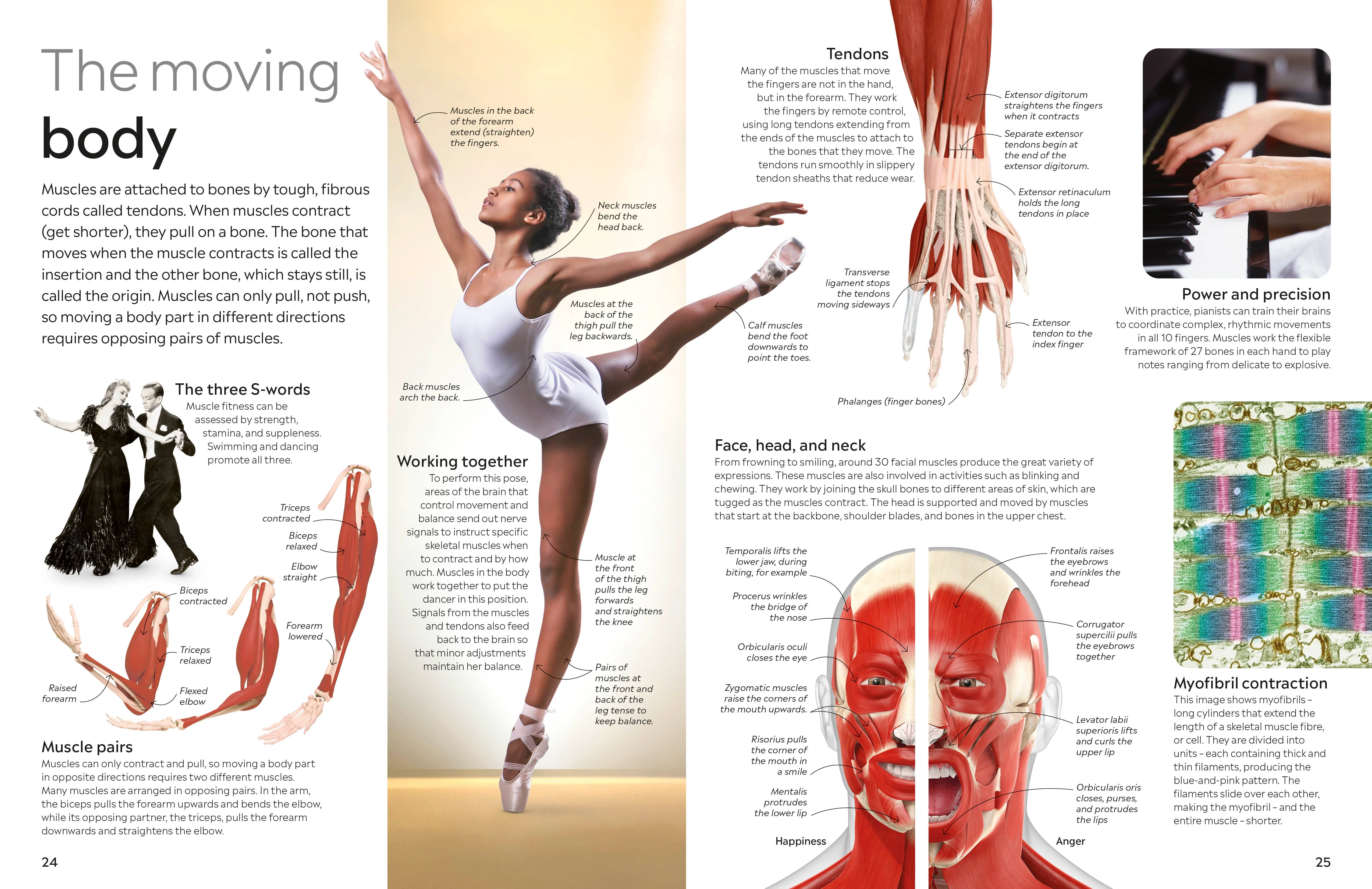 Human Body - Image 3