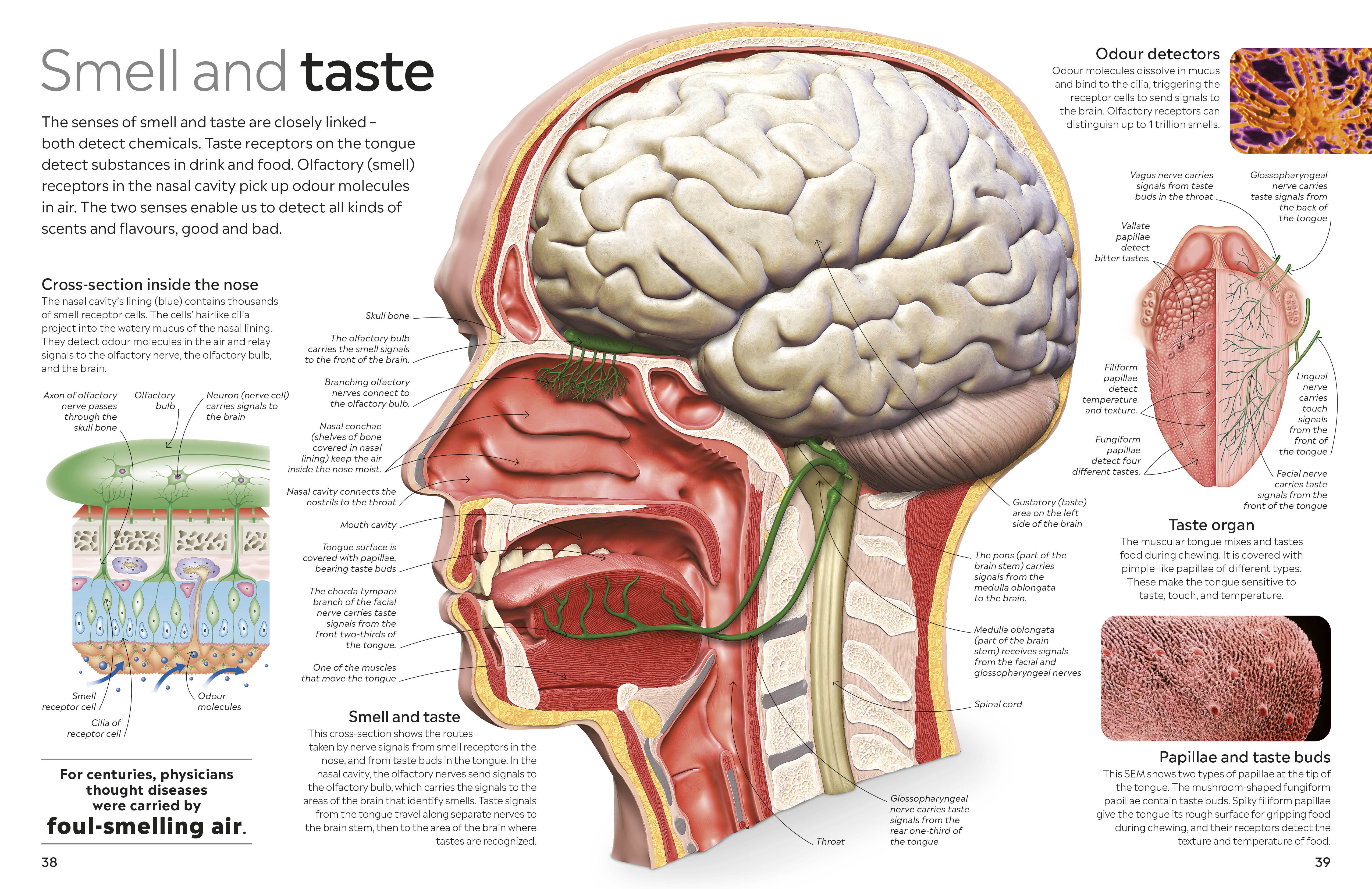 Human Body - Image 5