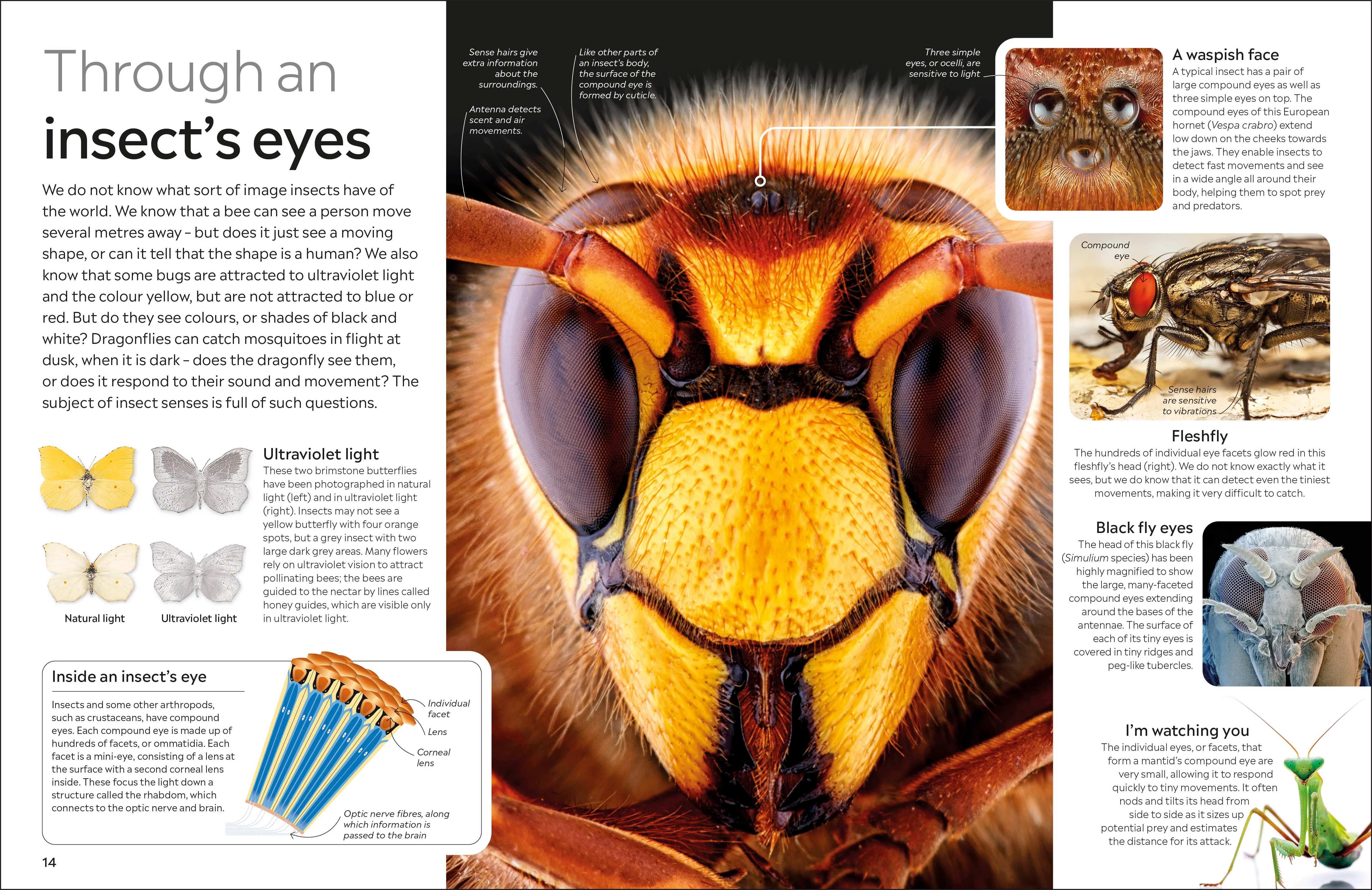 Insect - Image 2