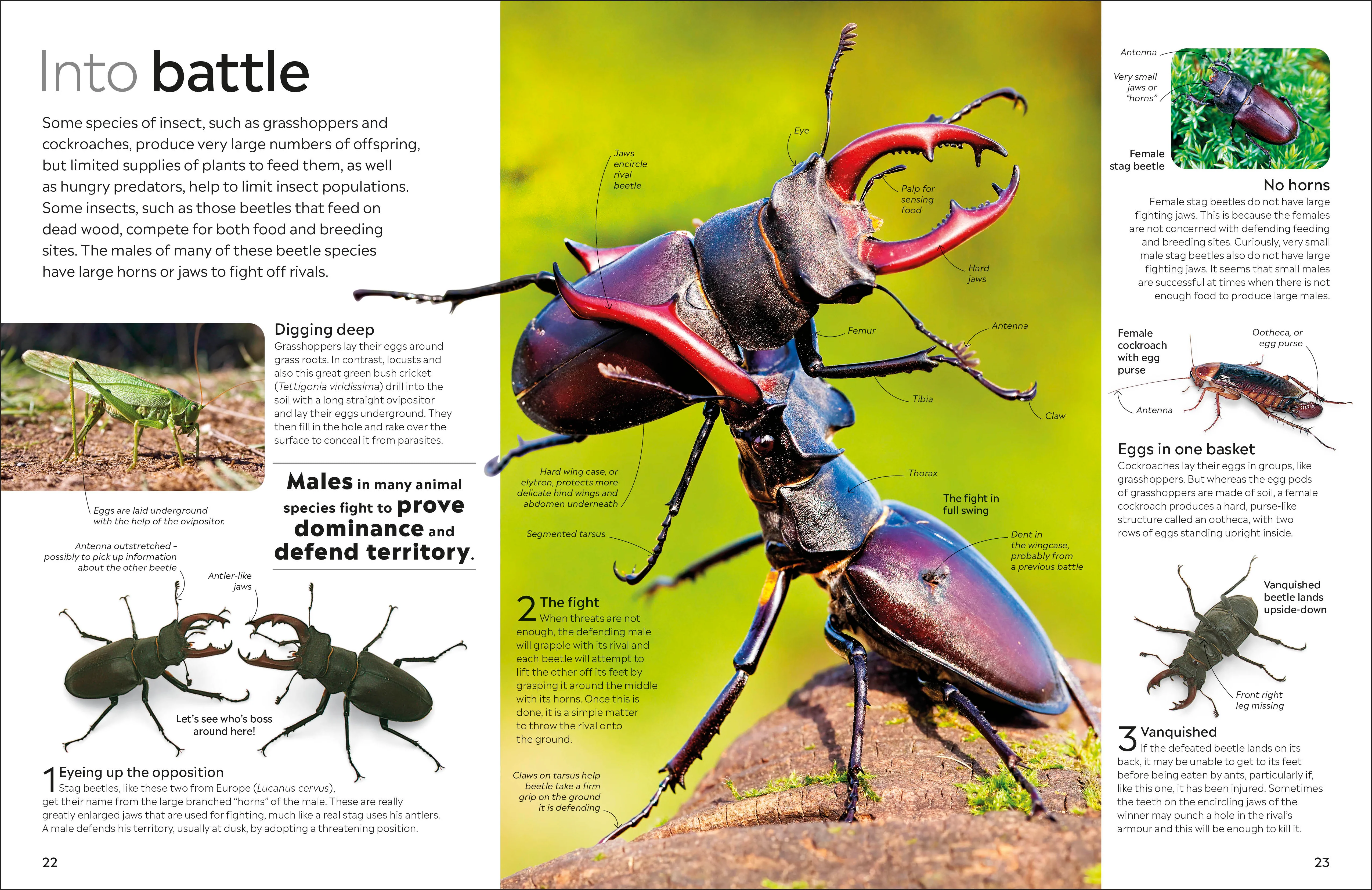 Insect - Image 3