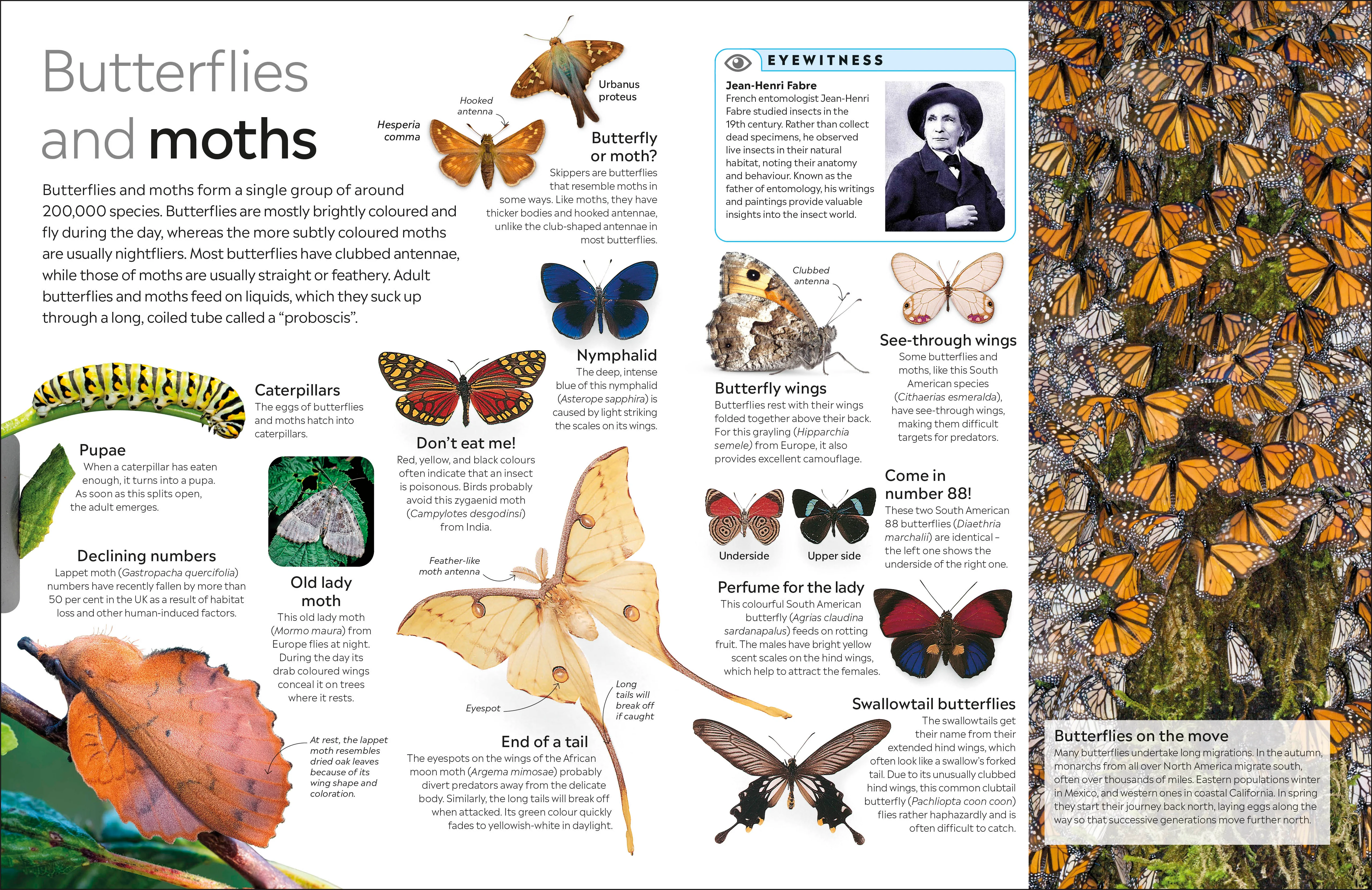 Insect - Image 4