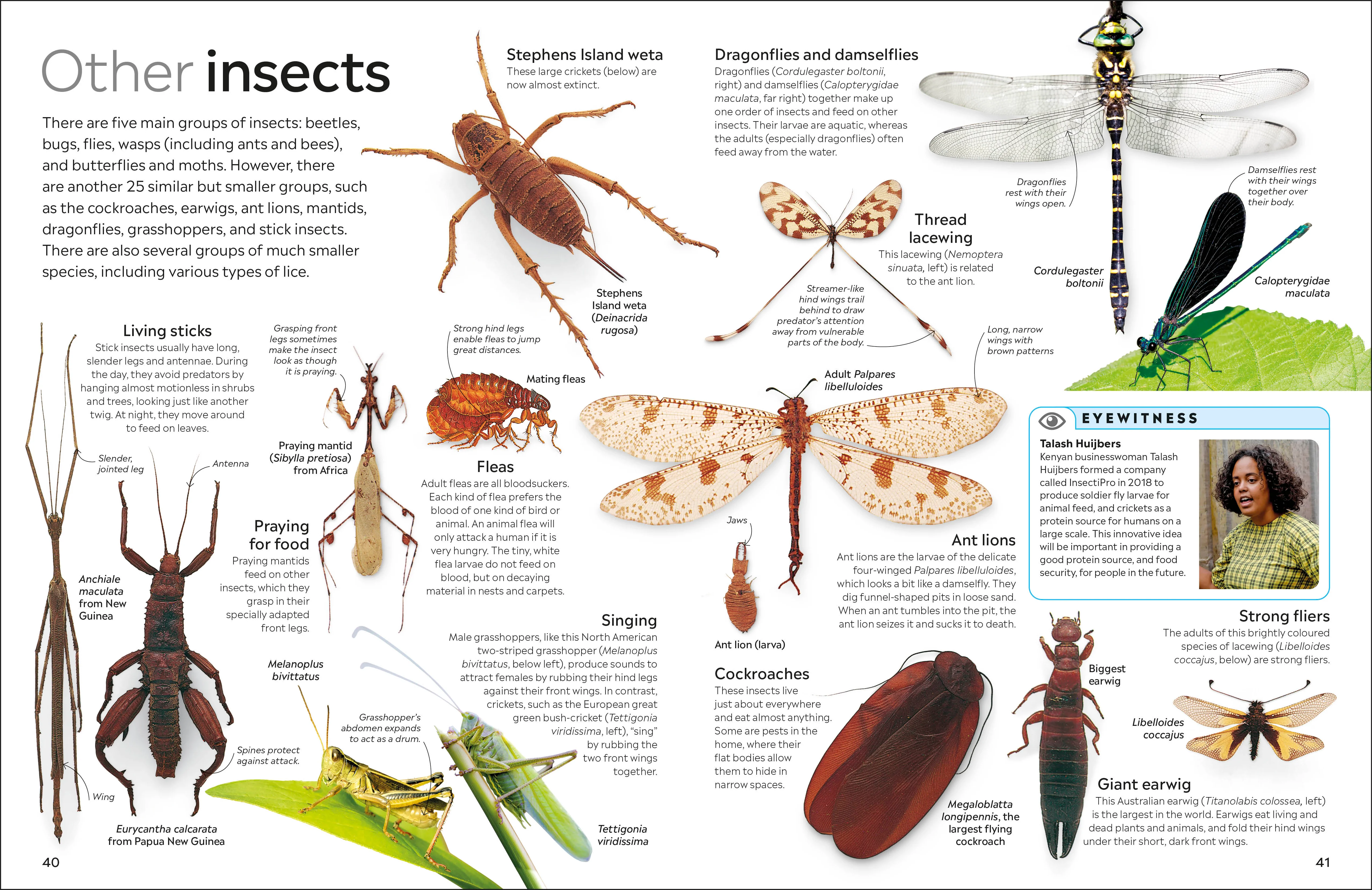 Insect - Image 5