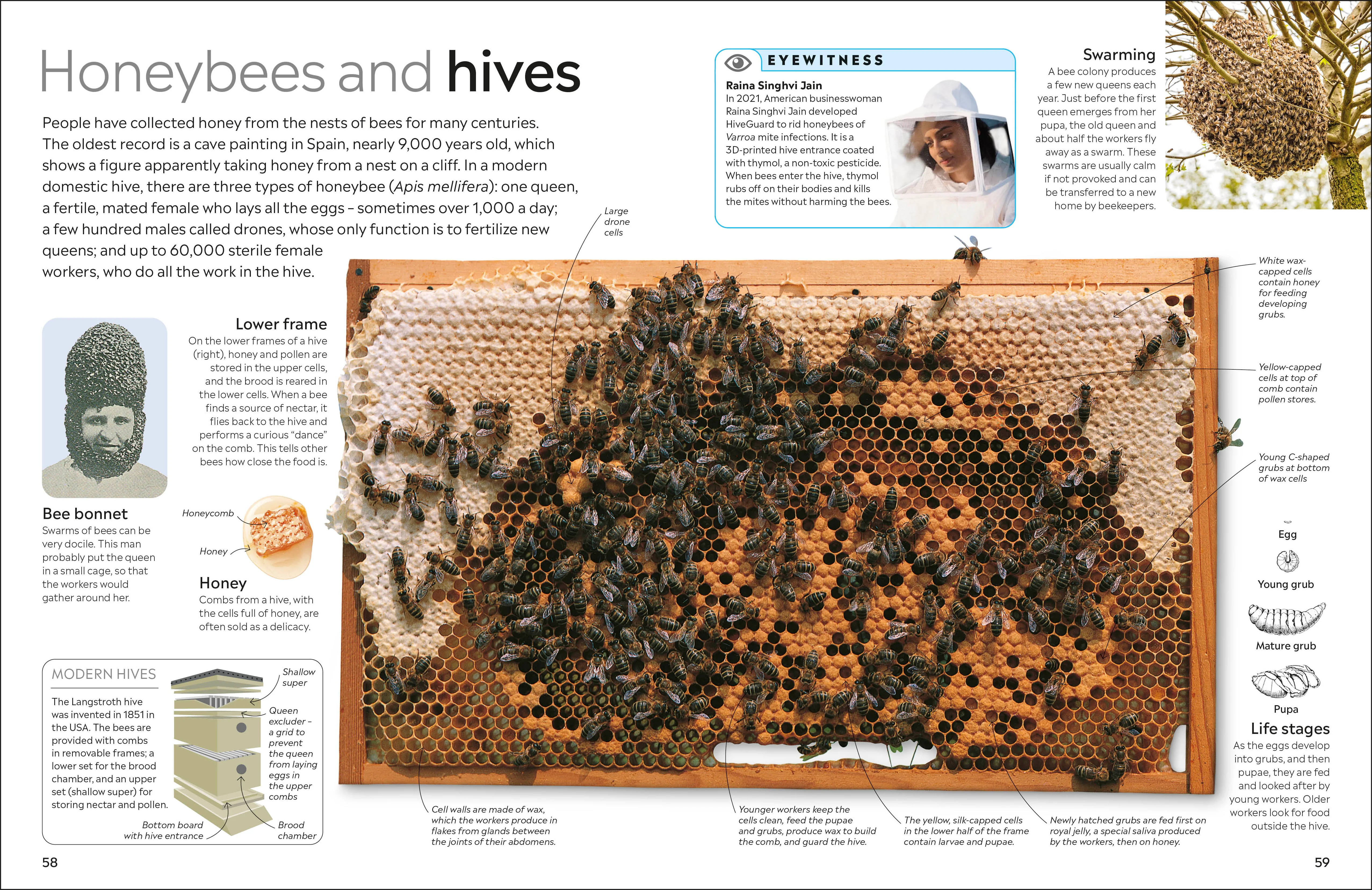 Insect - Image 6