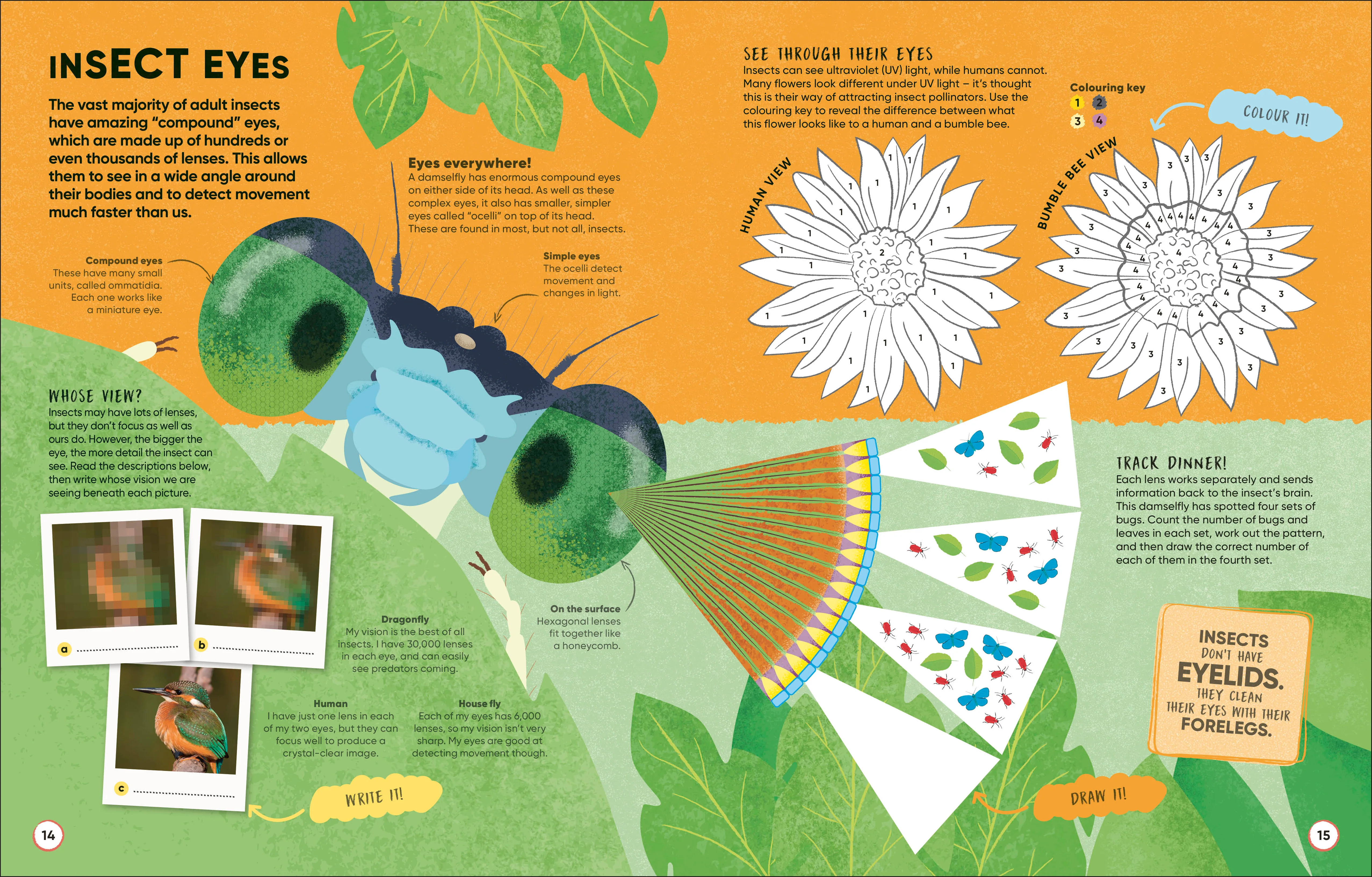 Brain Booster Bugs - Image 2