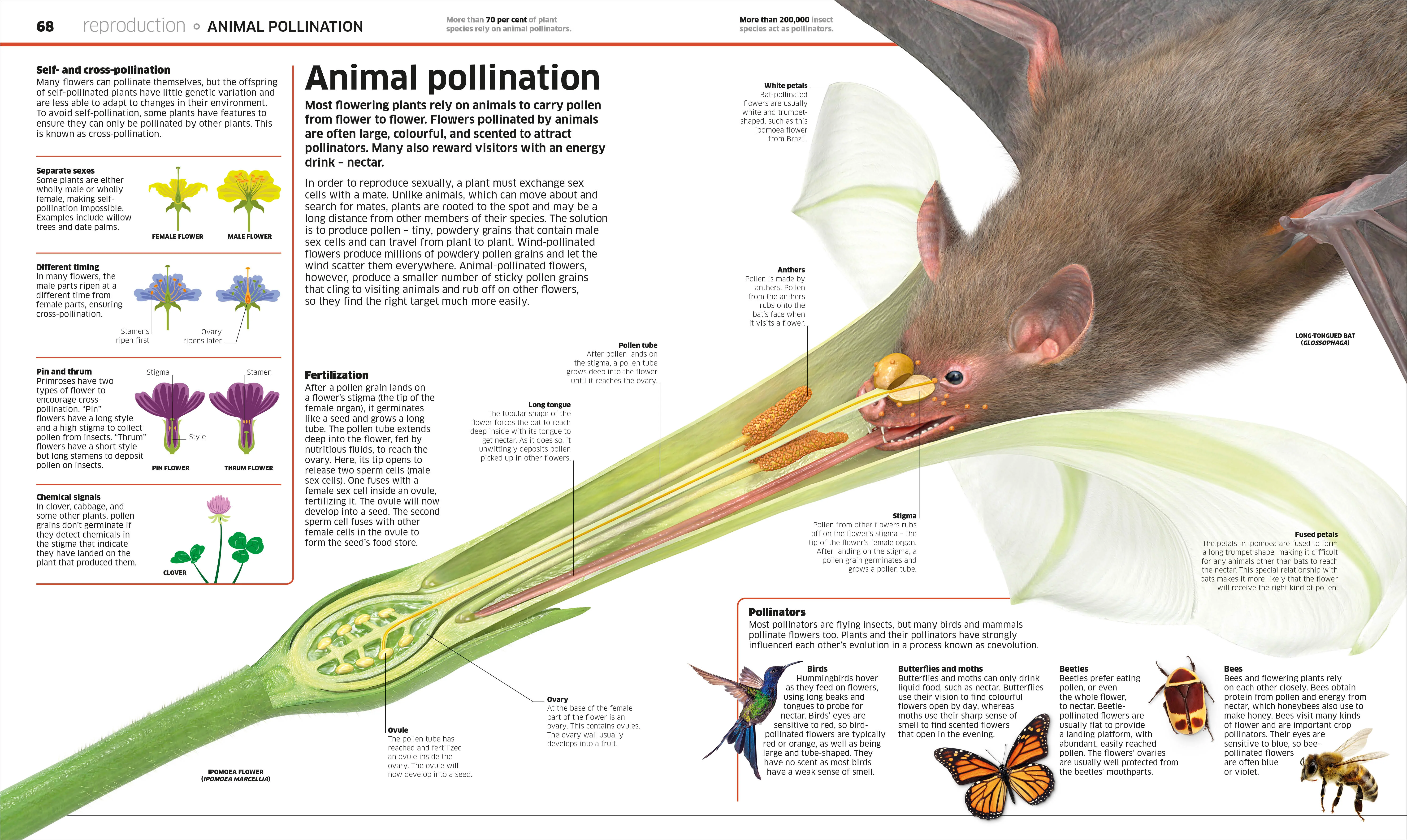 Knowledge Encyclopedia Plants and Fungi! - Image 2