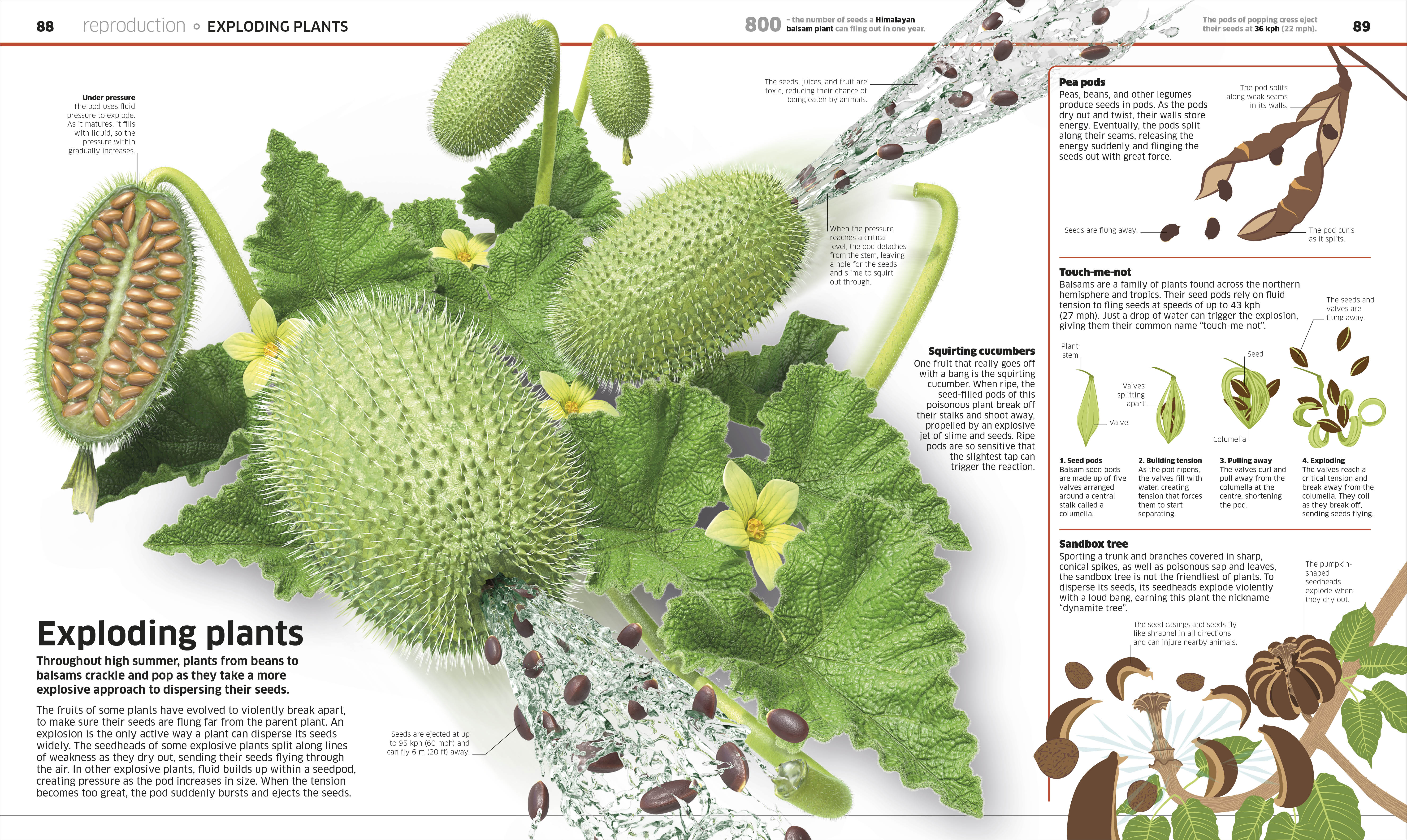 Knowledge Encyclopedia Plants and Fungi! - Image 3