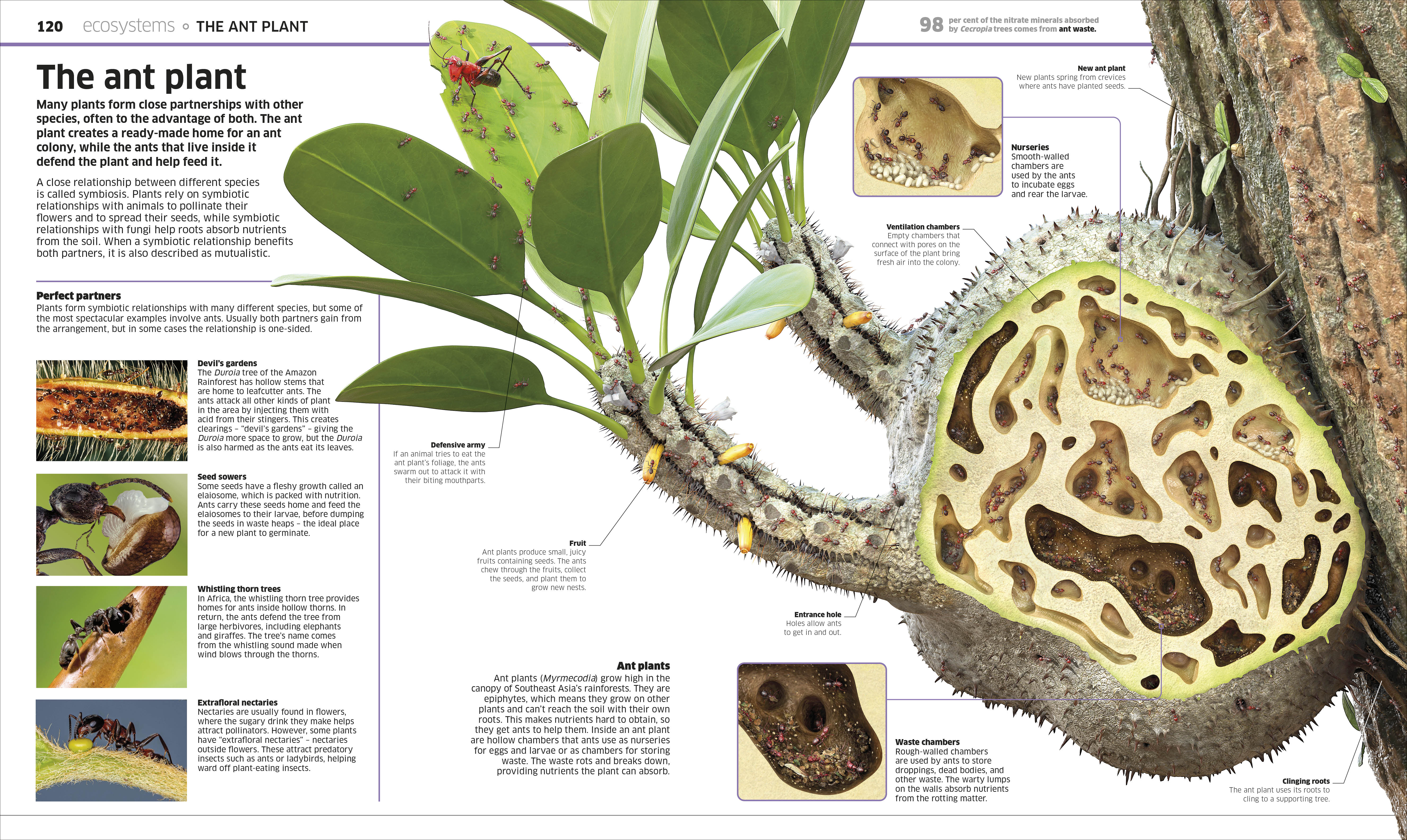 Knowledge Encyclopedia Plants and Fungi! - Image 4