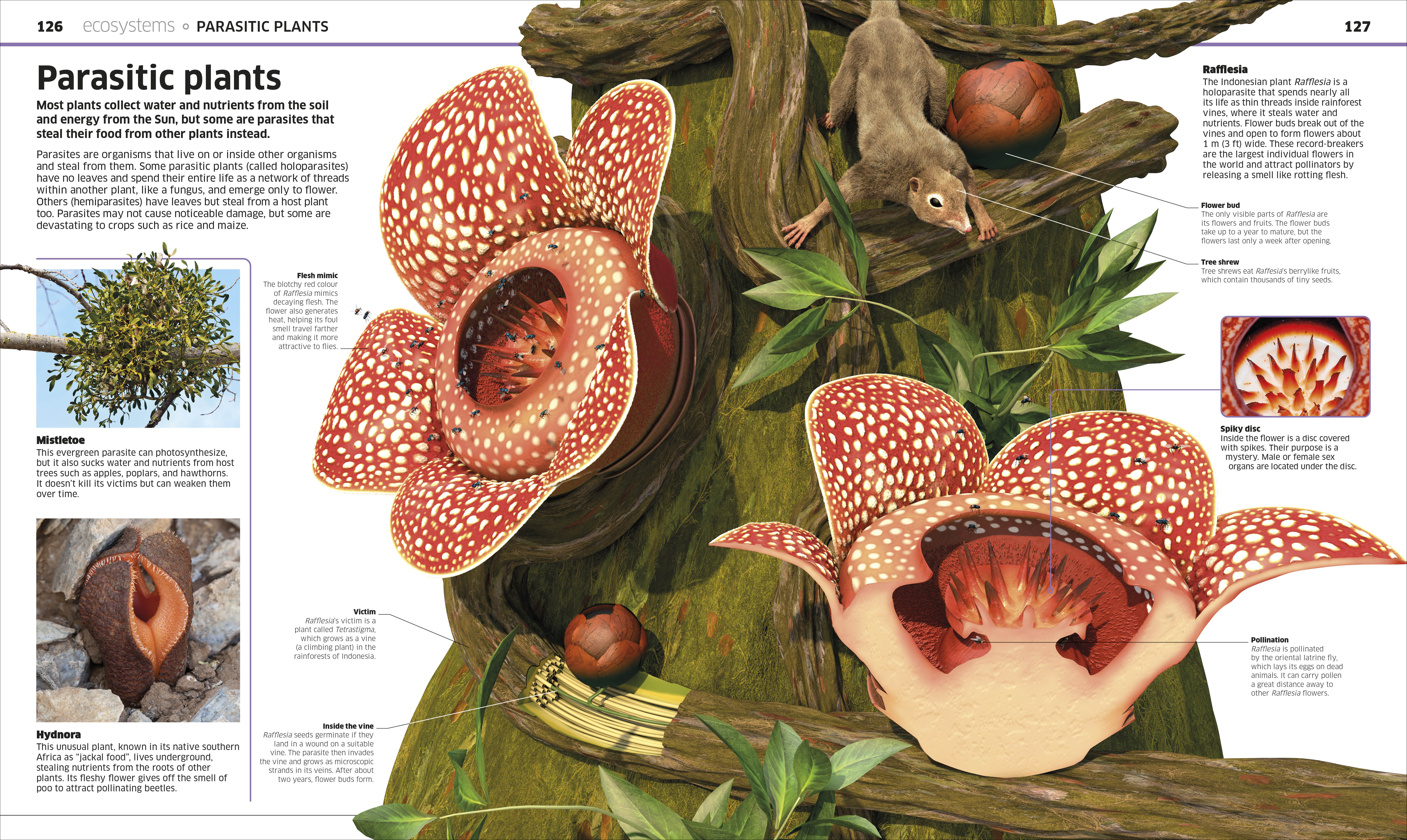 Knowledge Encyclopedia Plants and Fungi! - Image 5