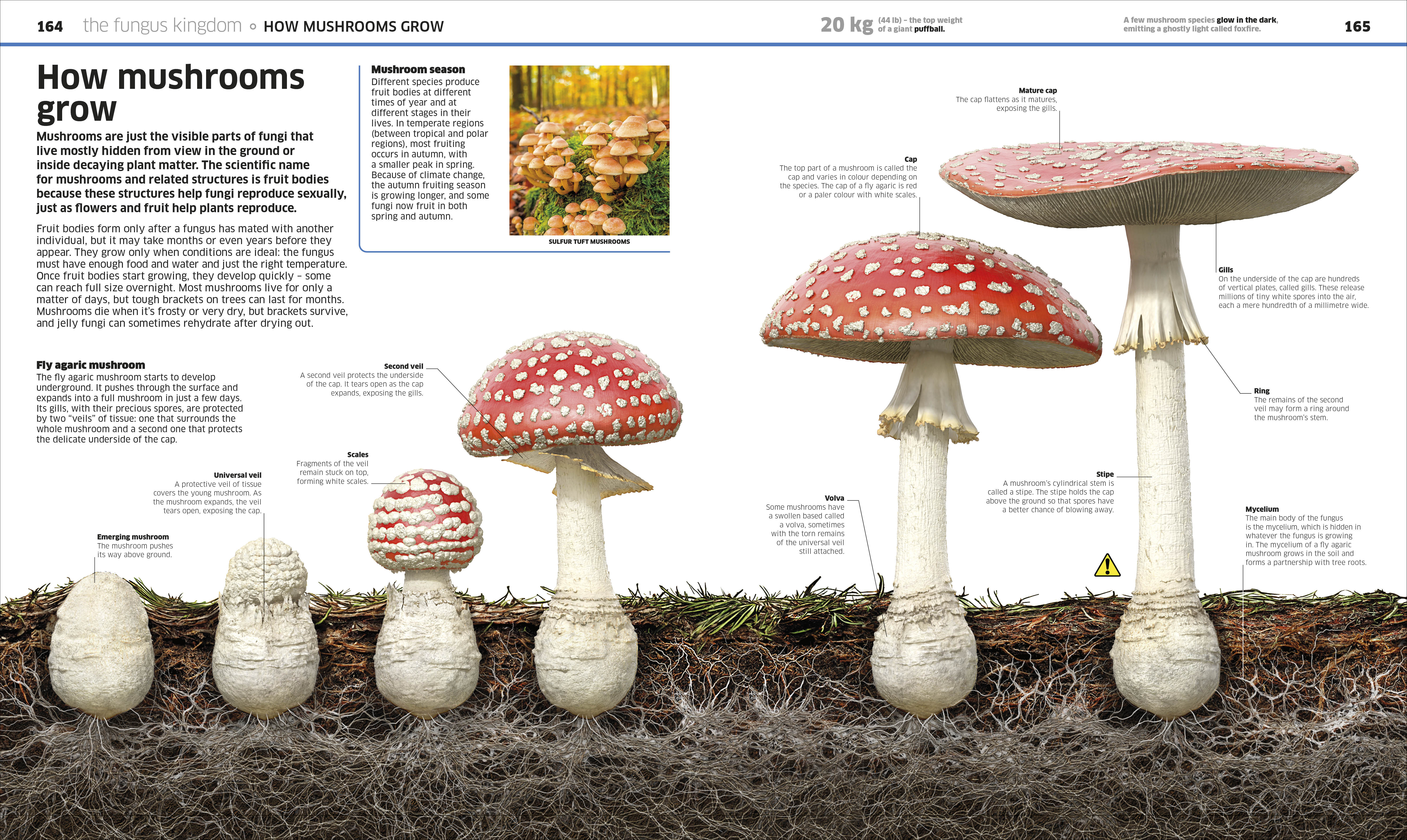 Knowledge Encyclopedia Plants and Fungi! - Image 6