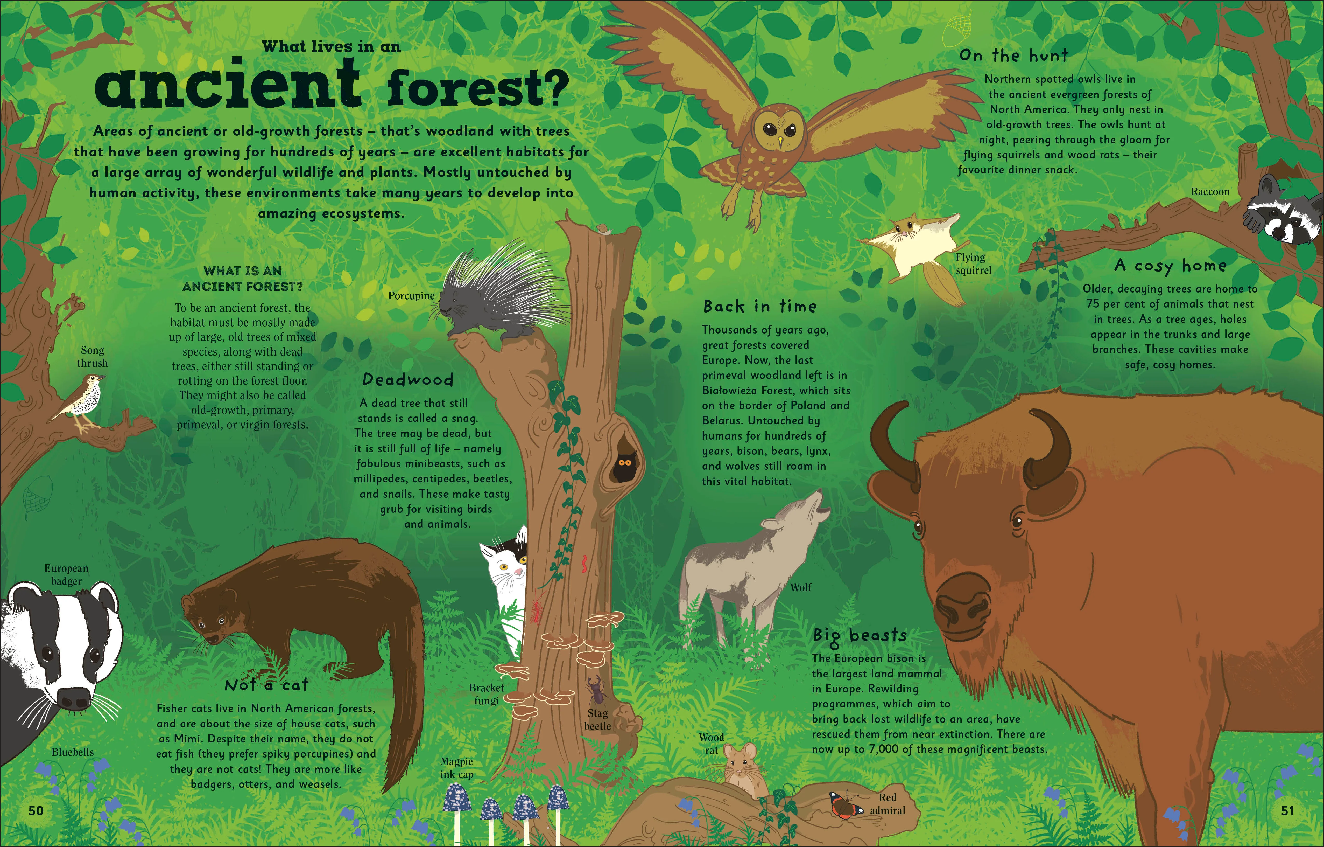 The Magic of Forests - Image 3