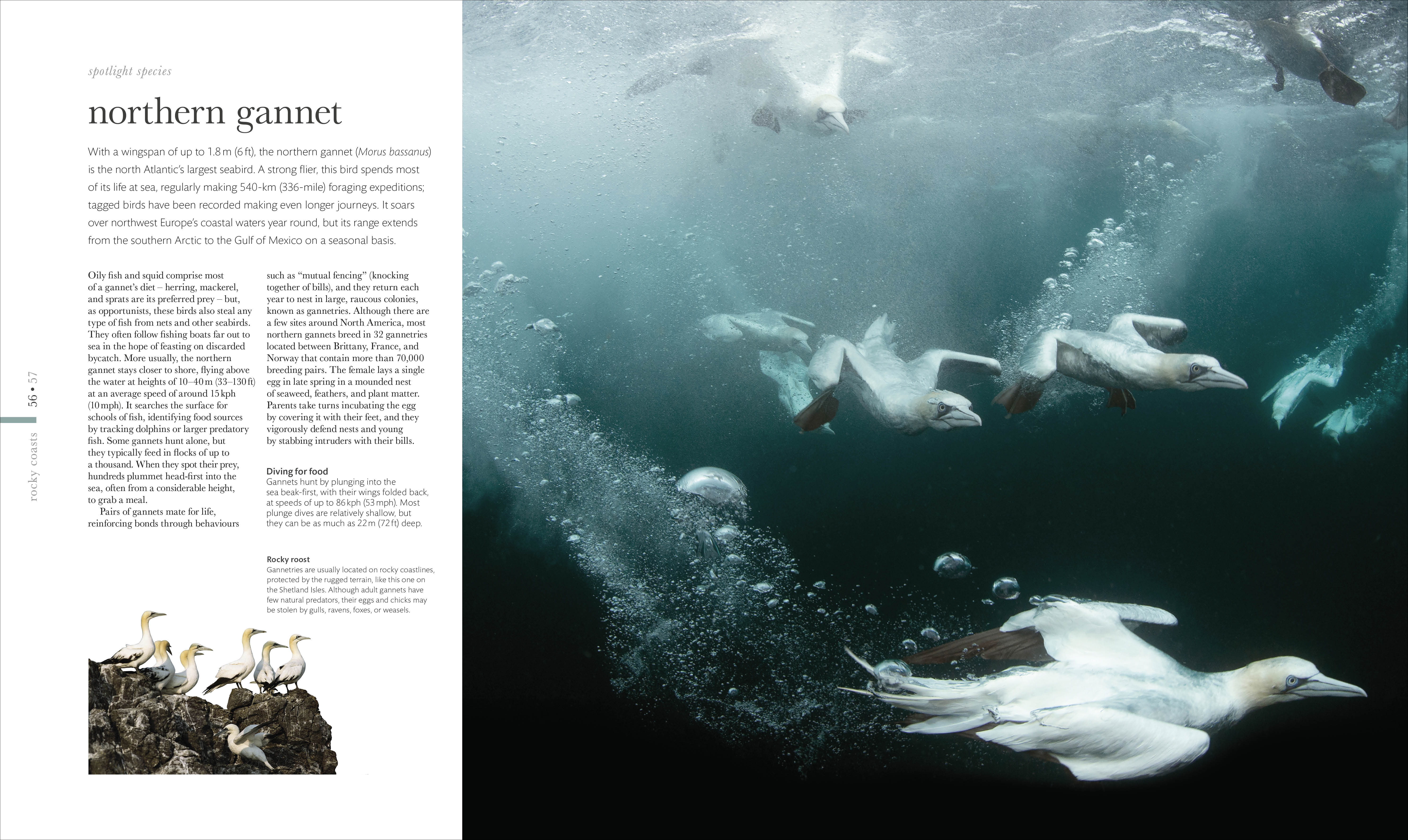 The Science of the Ocean - Image 3