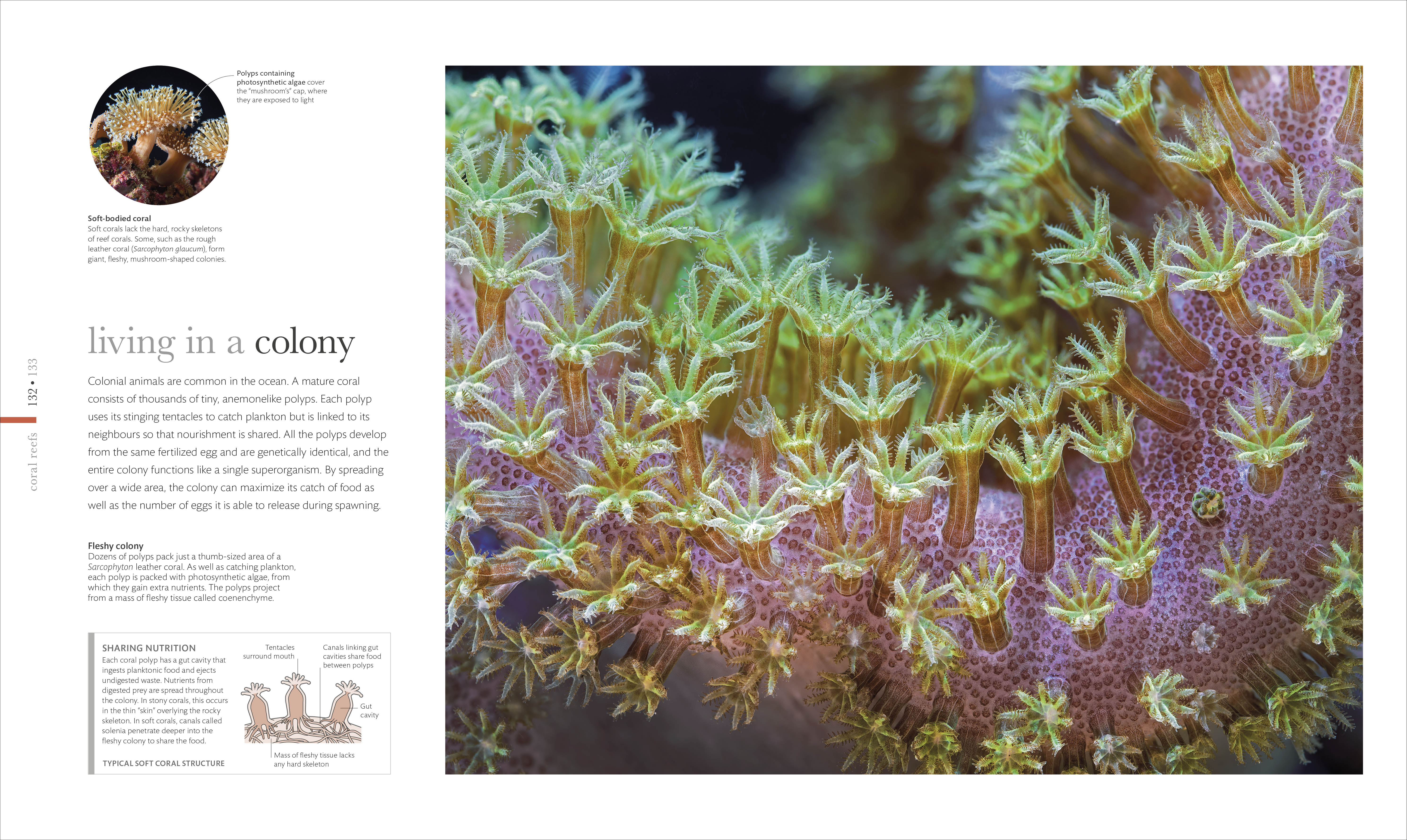 The Science of the Ocean - Image 5