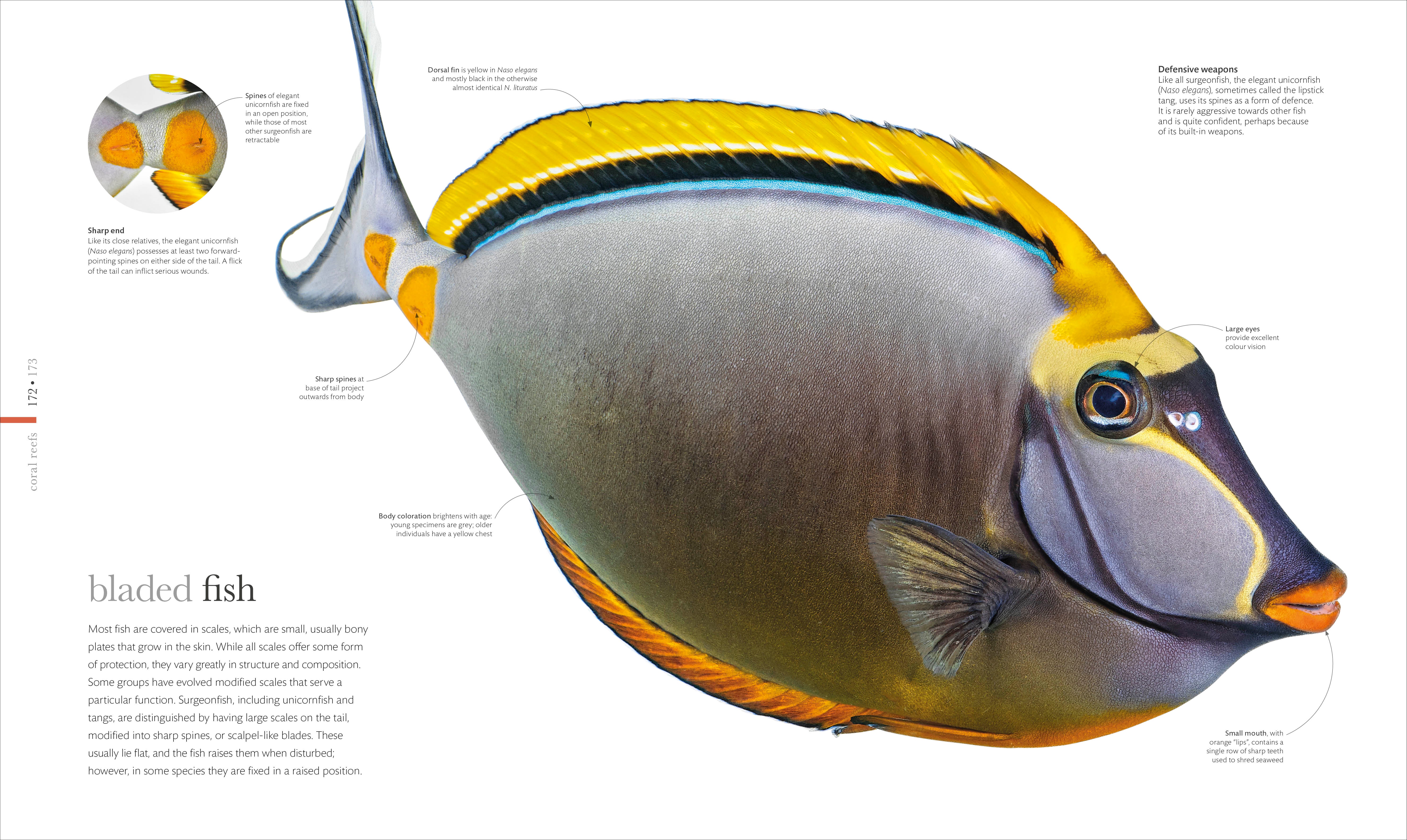 The Science of the Ocean - Image 6