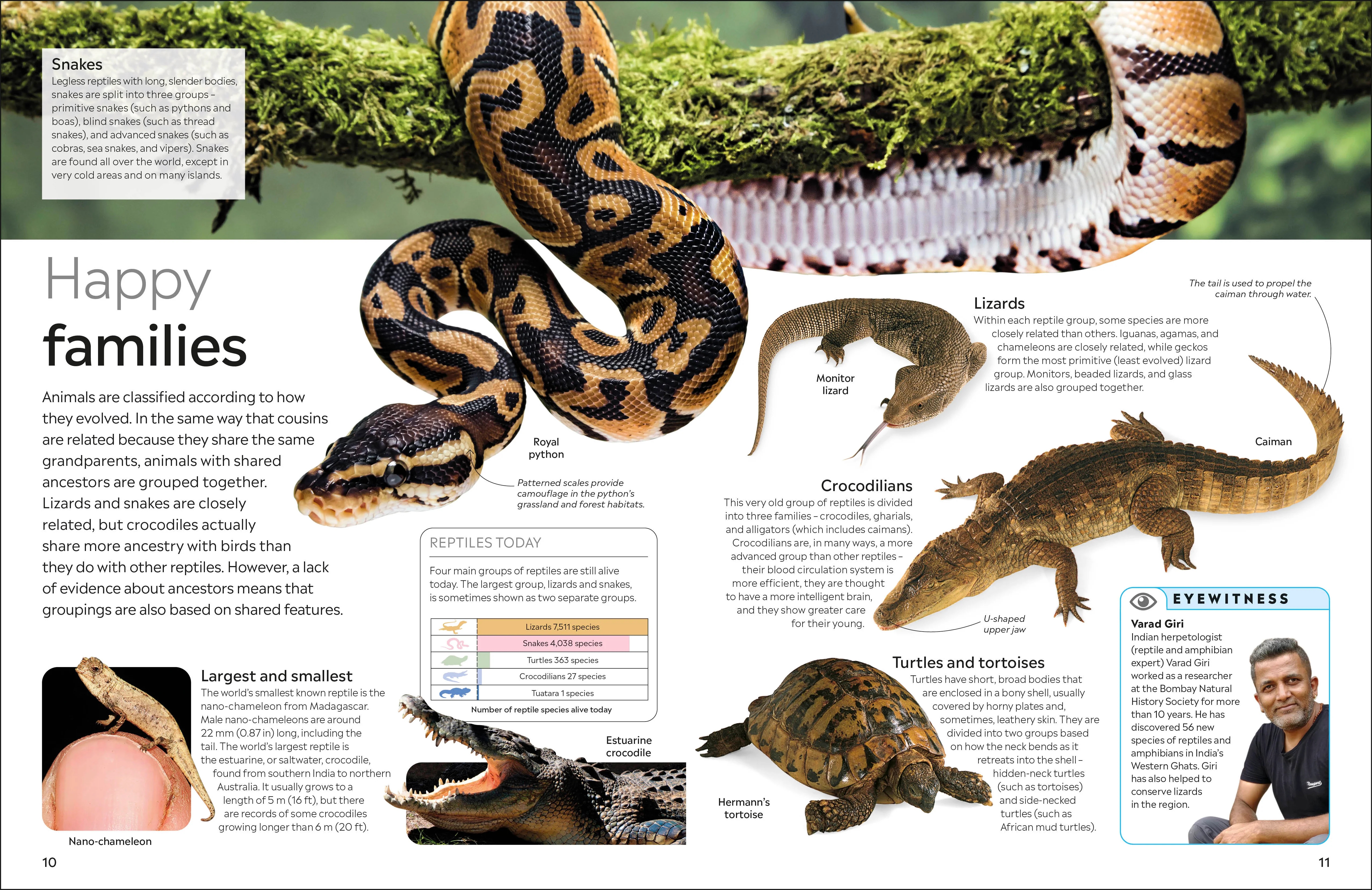 Reptile - Image 2