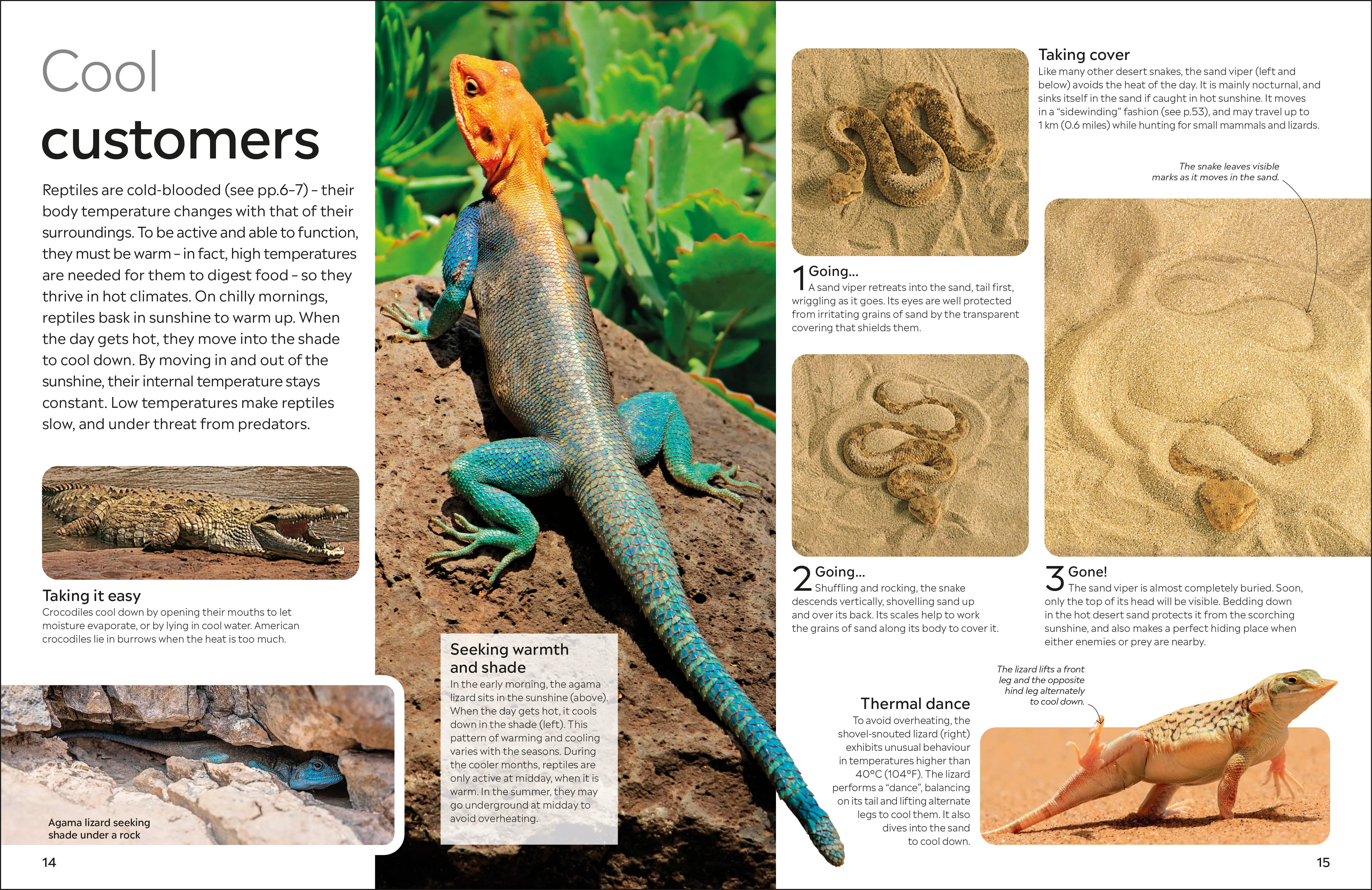 Reptile - Image 3