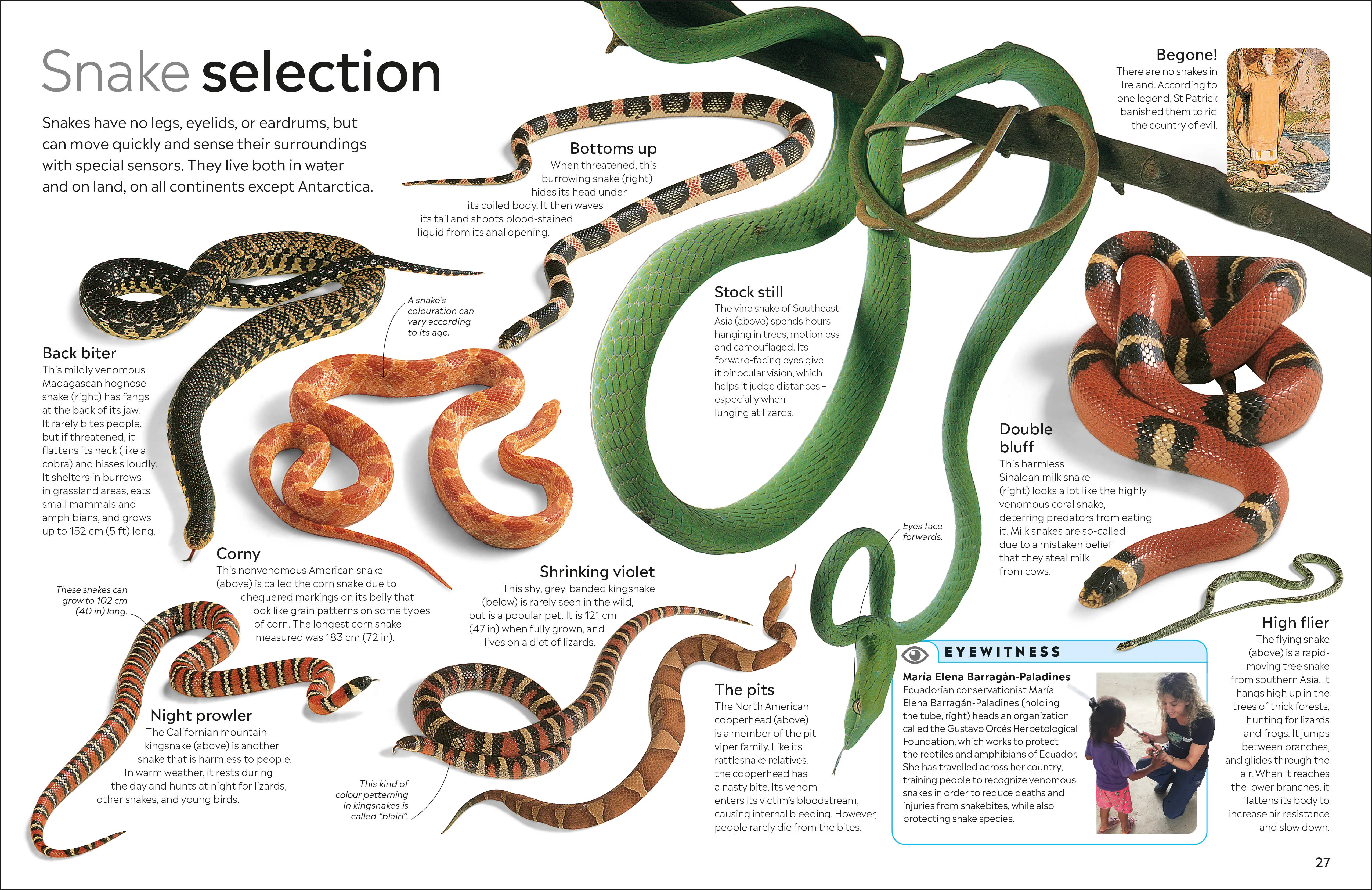 Reptile - Image 4