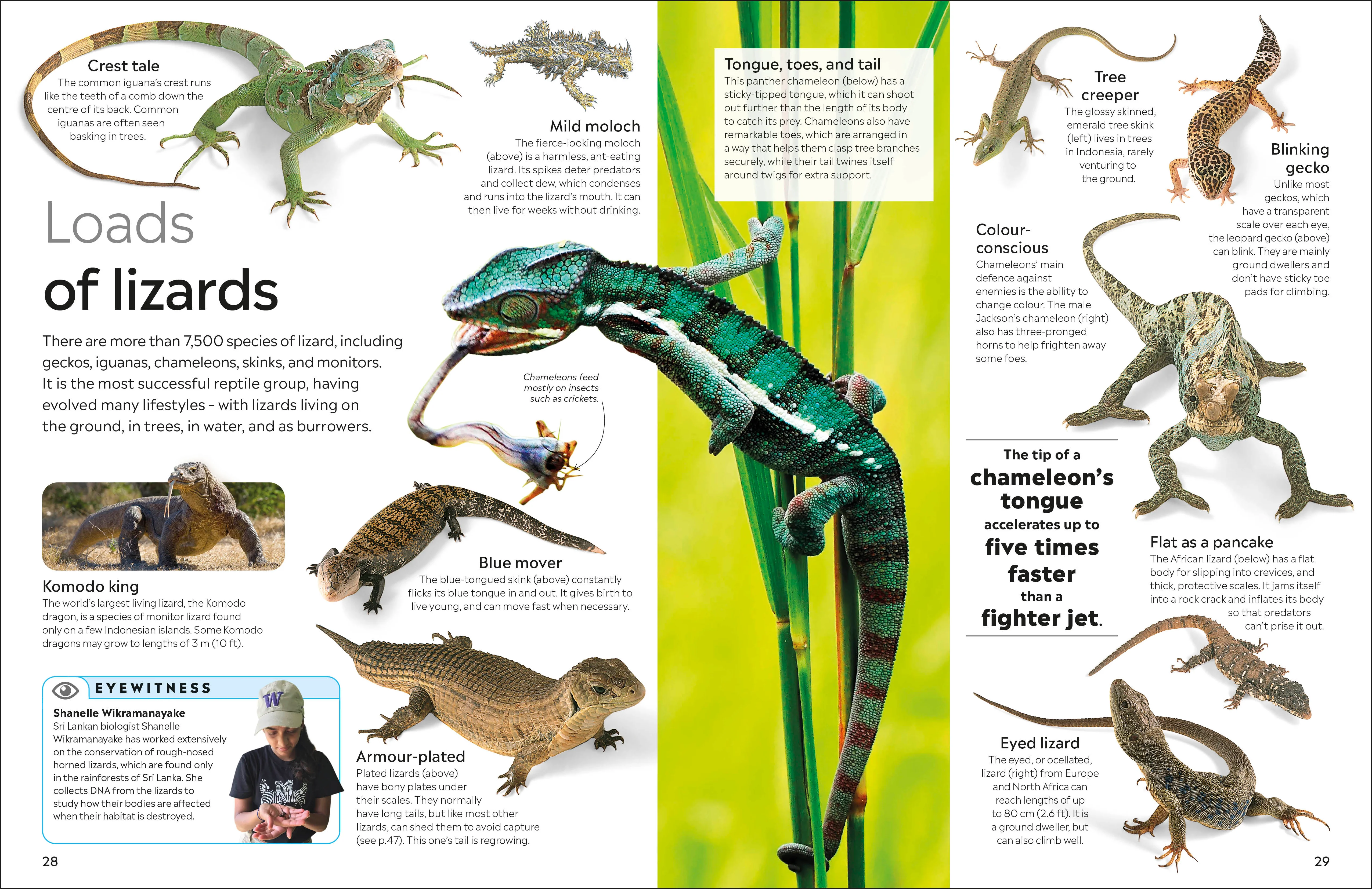 Reptile - Image 5