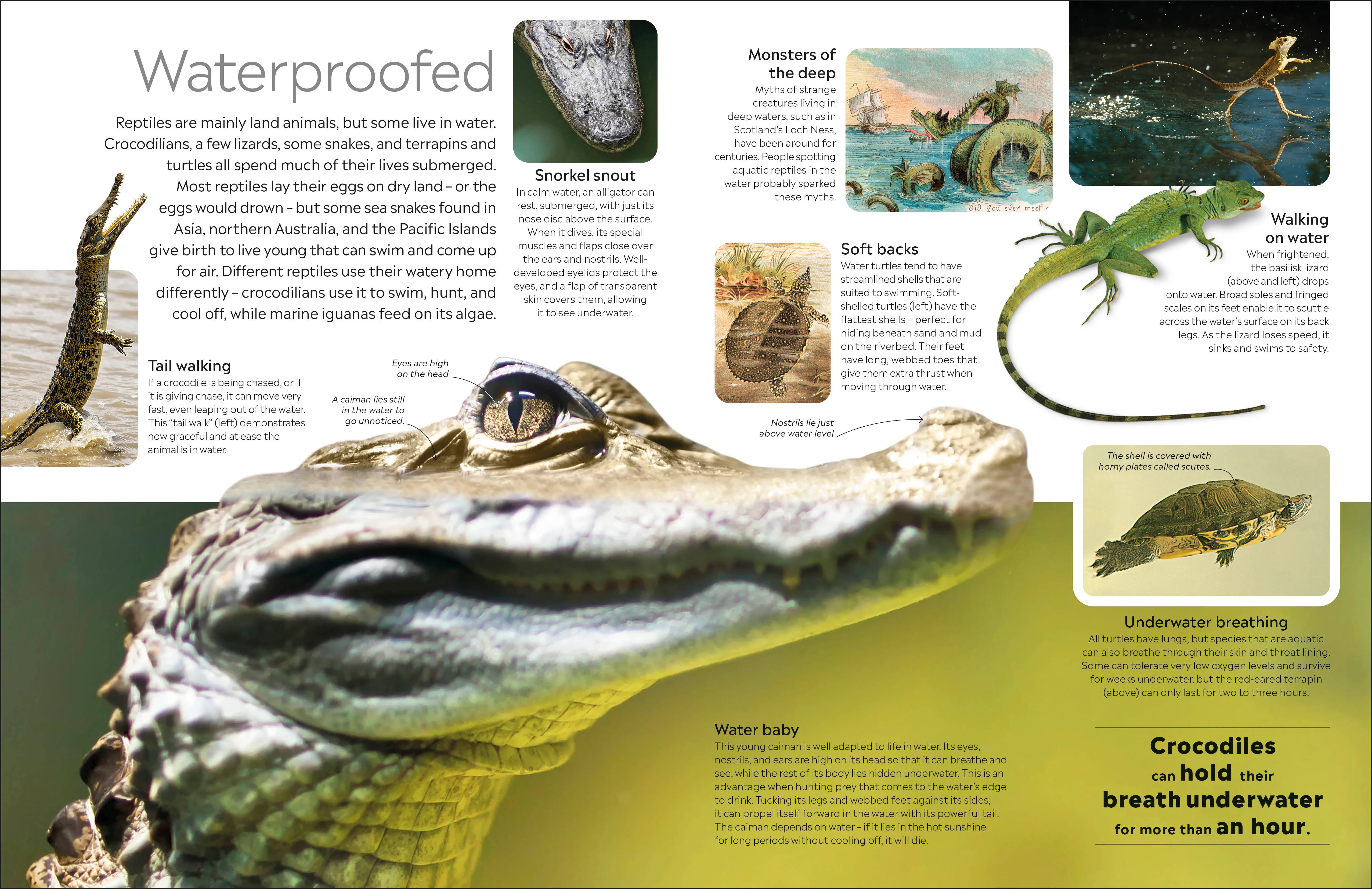 Reptile - Image 6