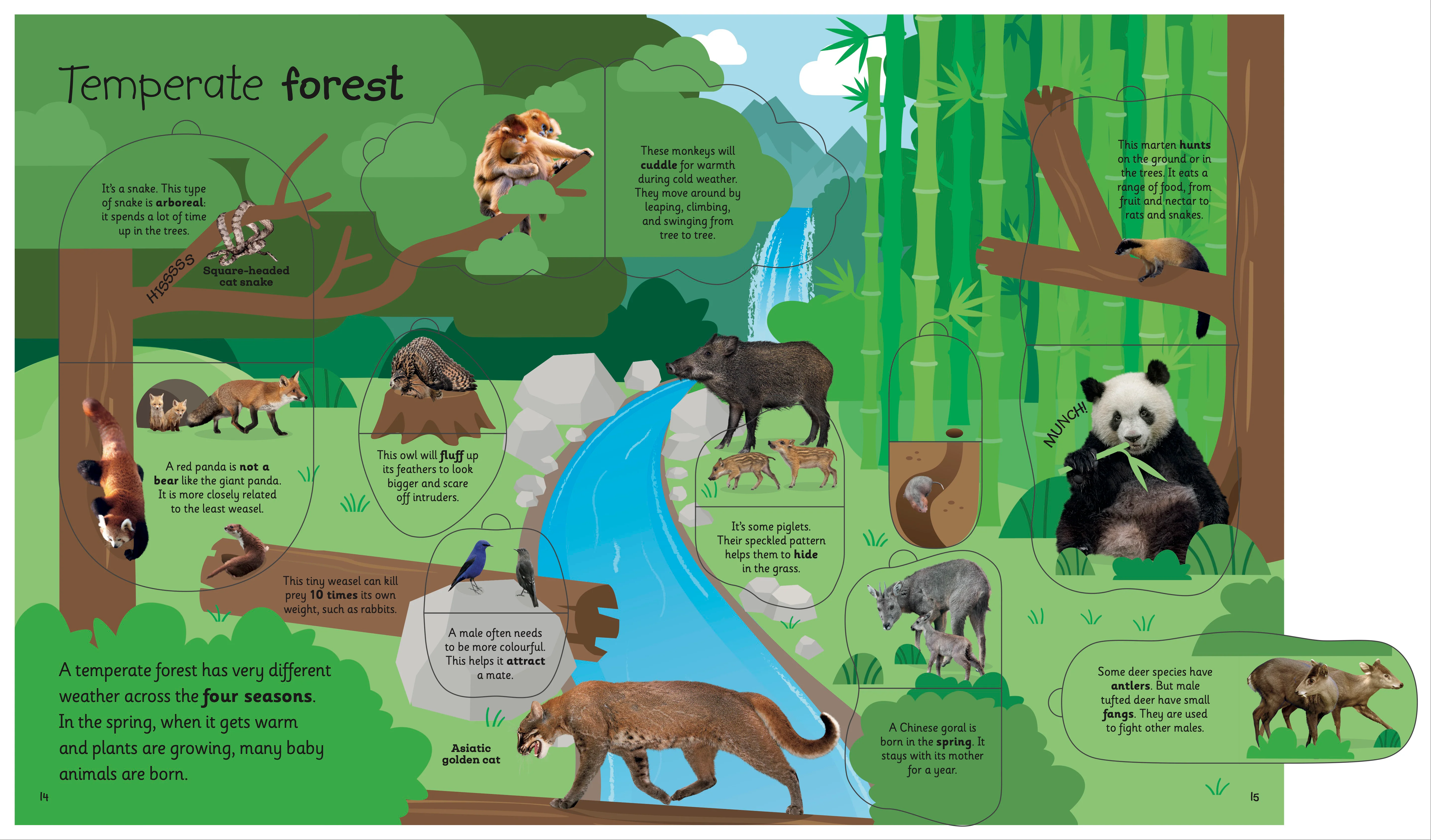My Very Important Lift-the-Flap Book: Animals - Image 4