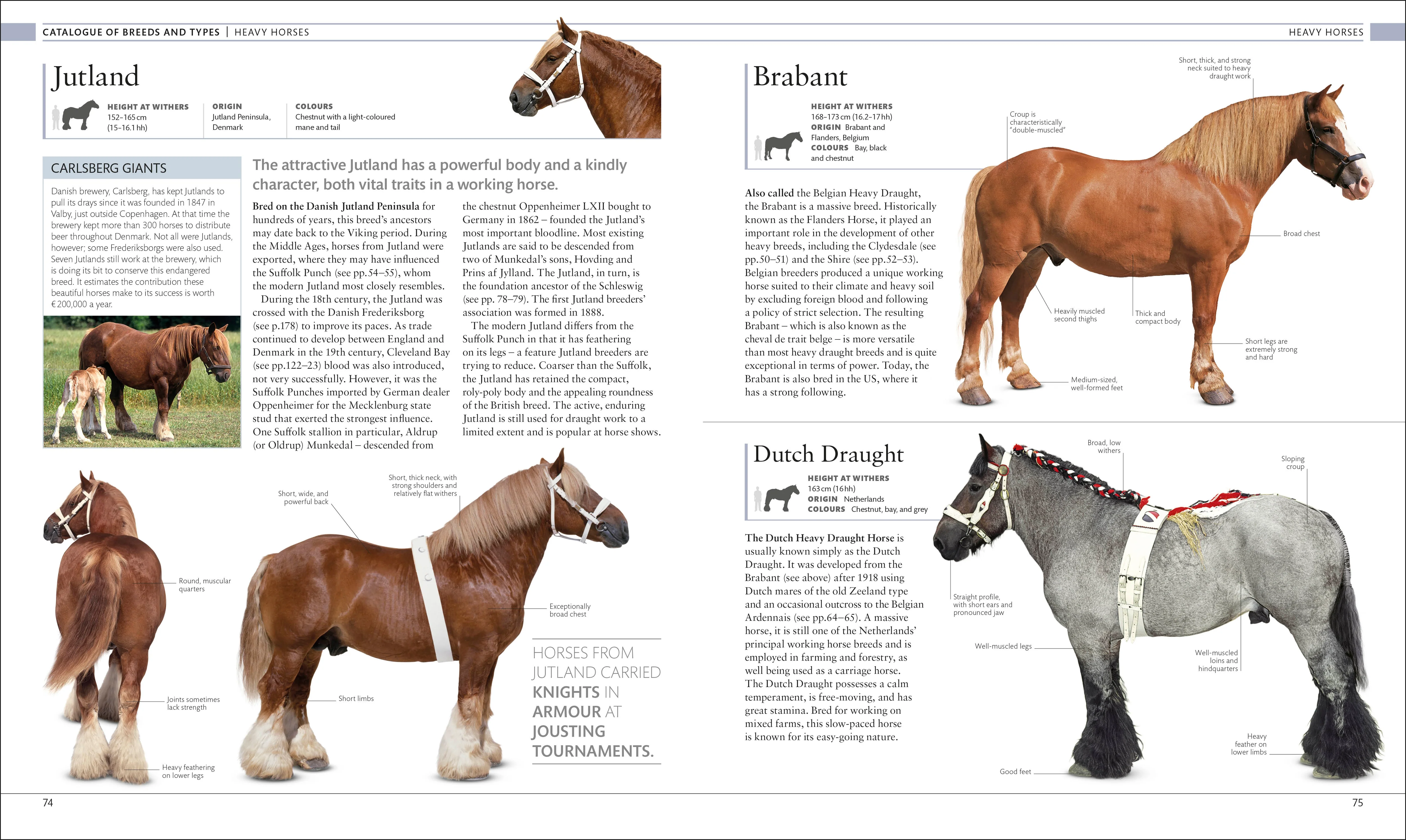 The Horse Encyclopedia - Image 2