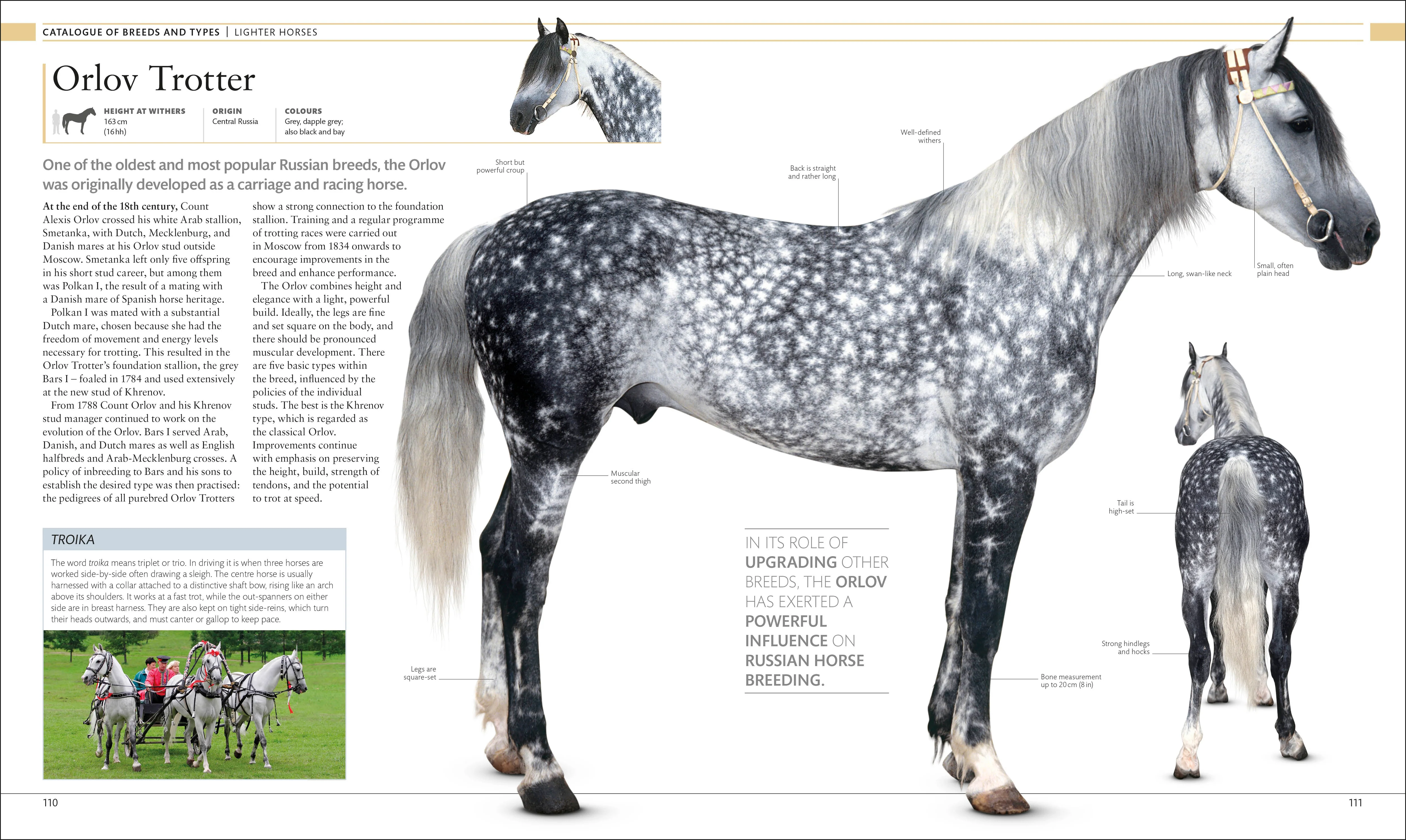 The Horse Encyclopedia - Image 3