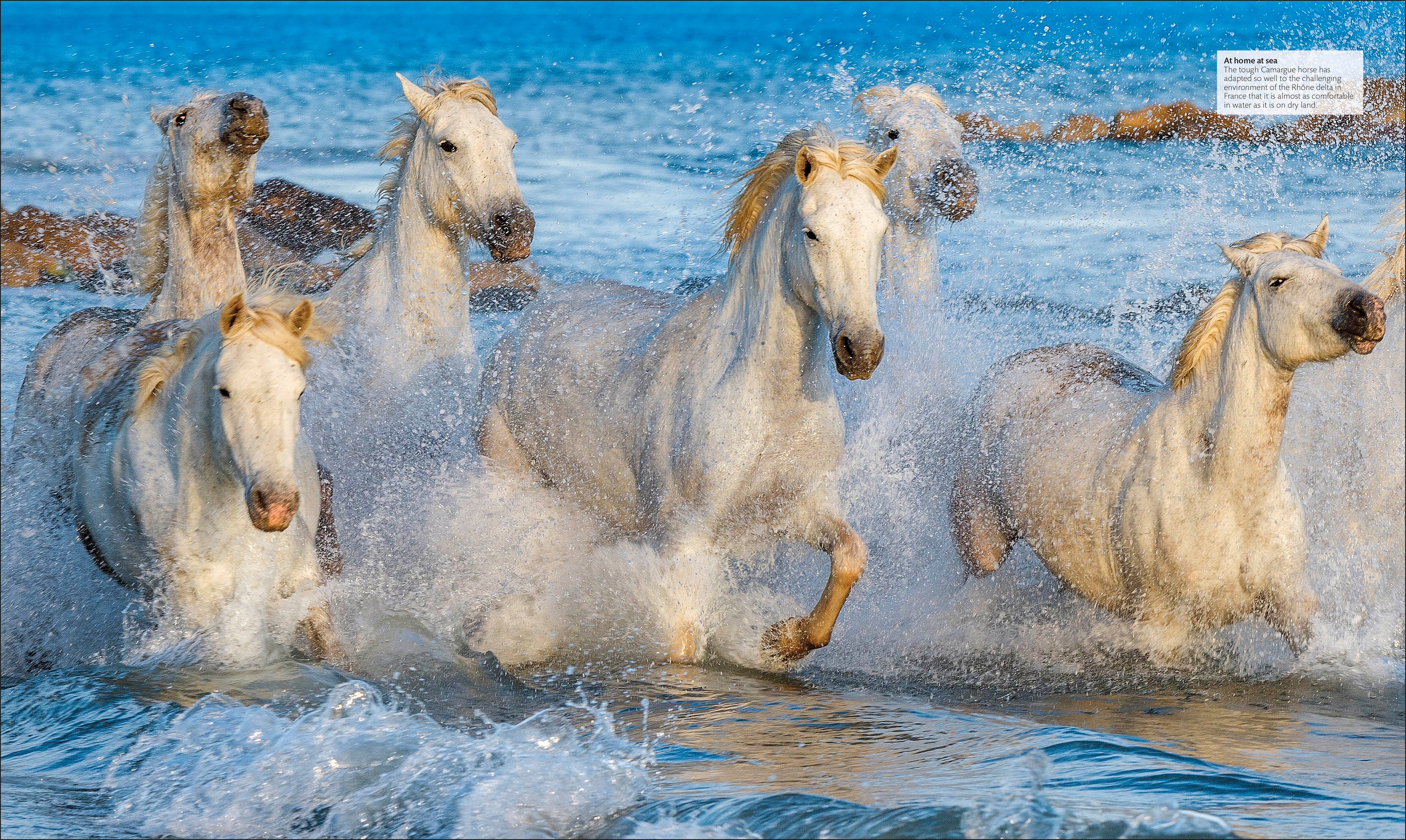 The Horse Encyclopedia - Image 4