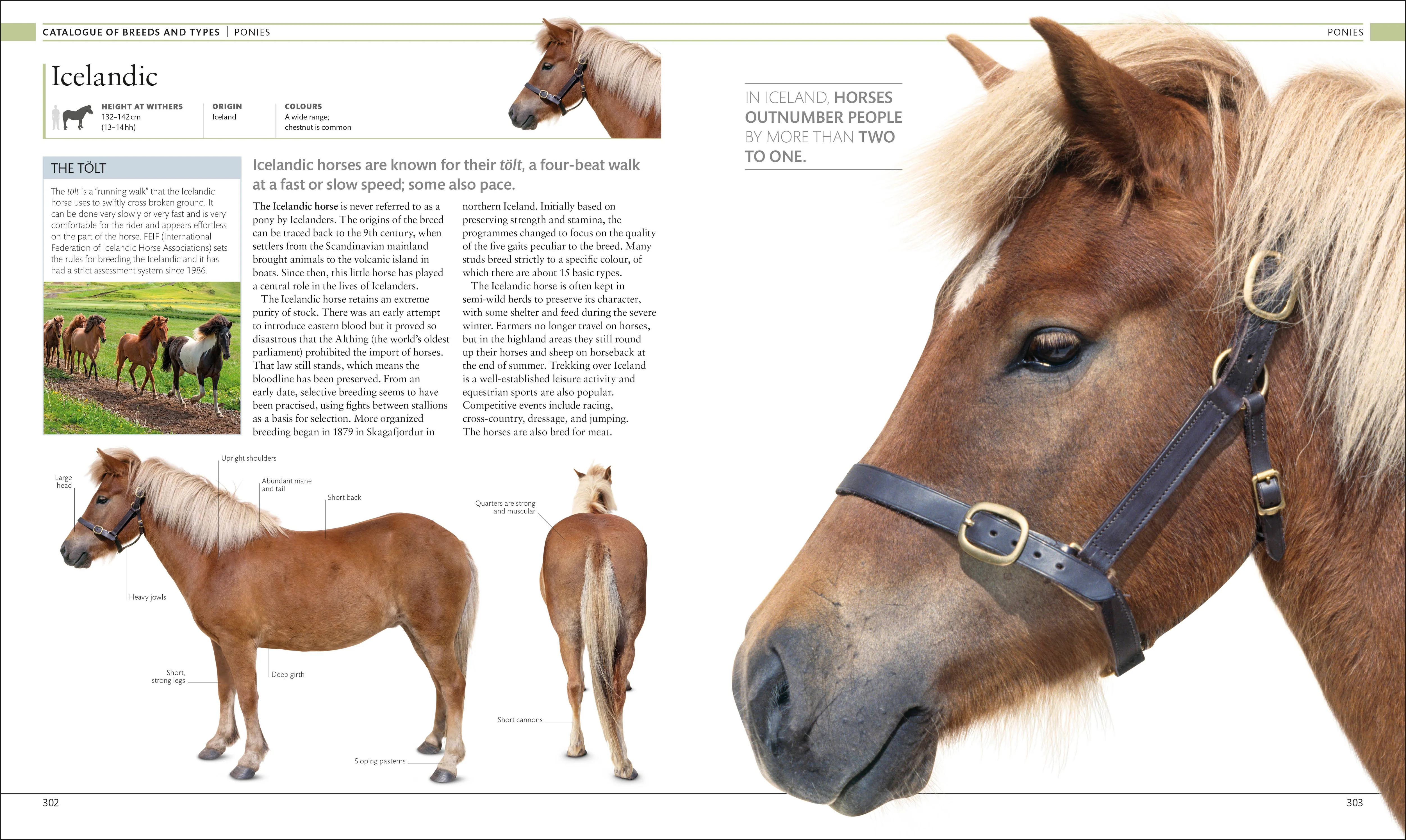 The Horse Encyclopedia - Image 5