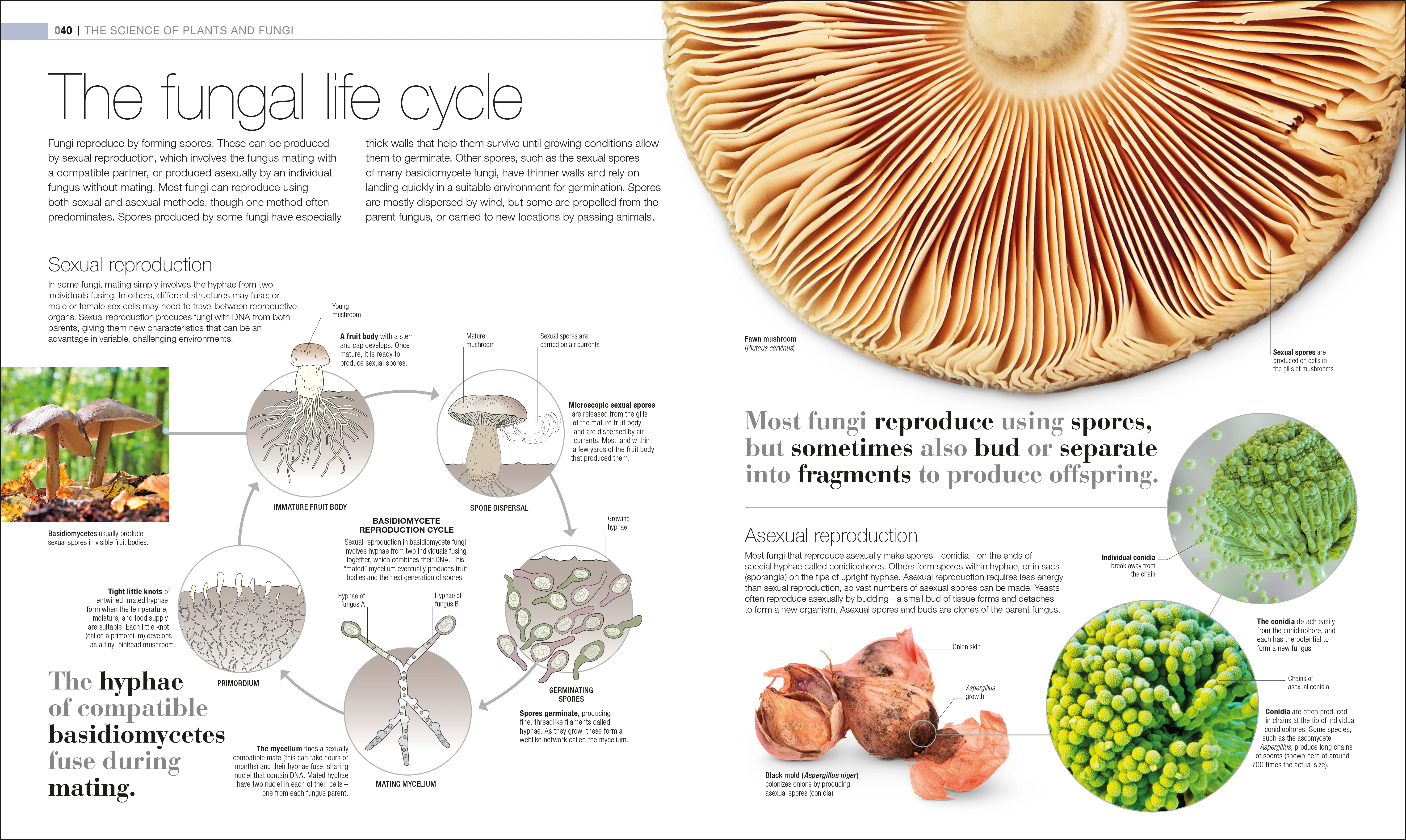 Plants and Fungi - Image 3