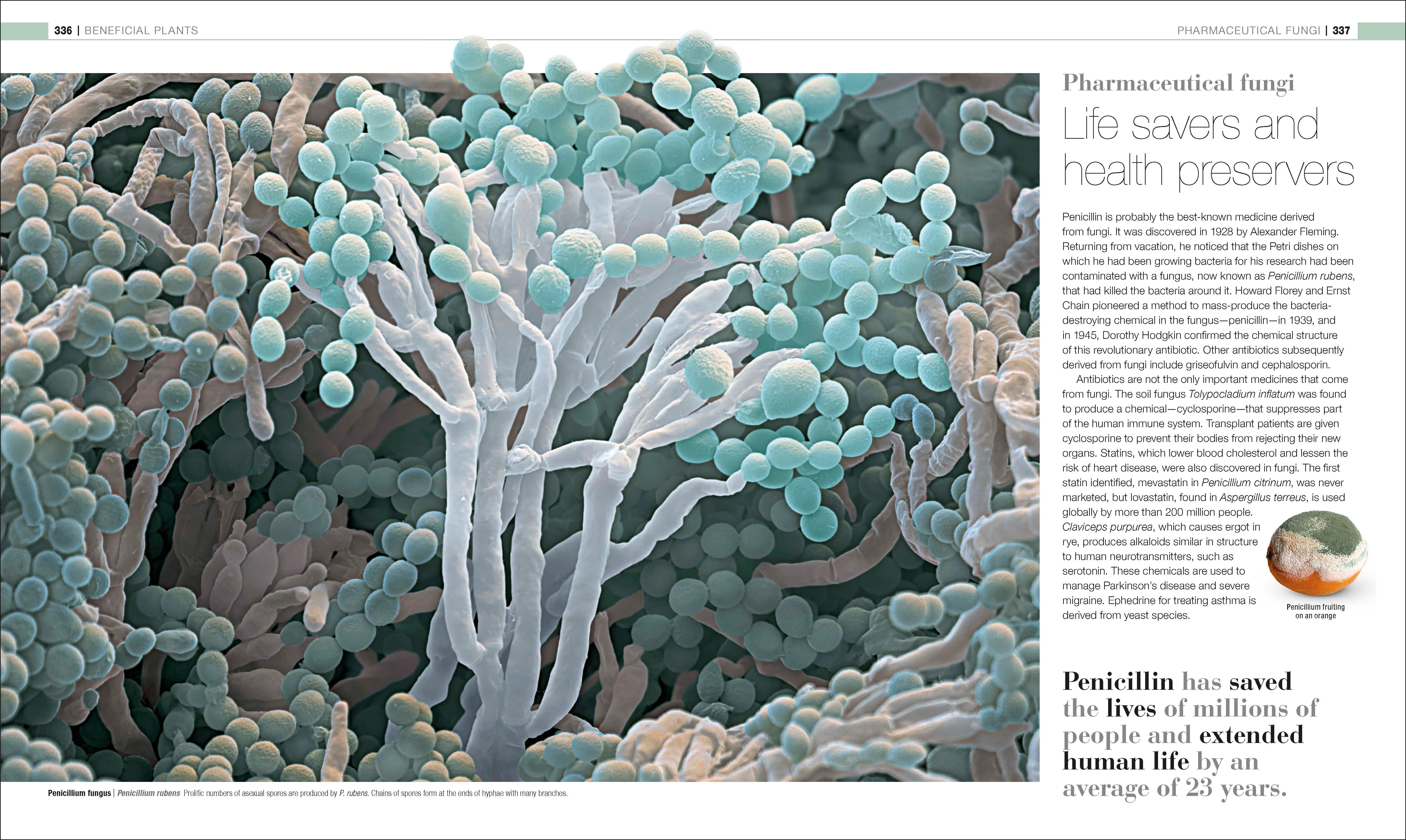 Plants and Fungi - Image 7