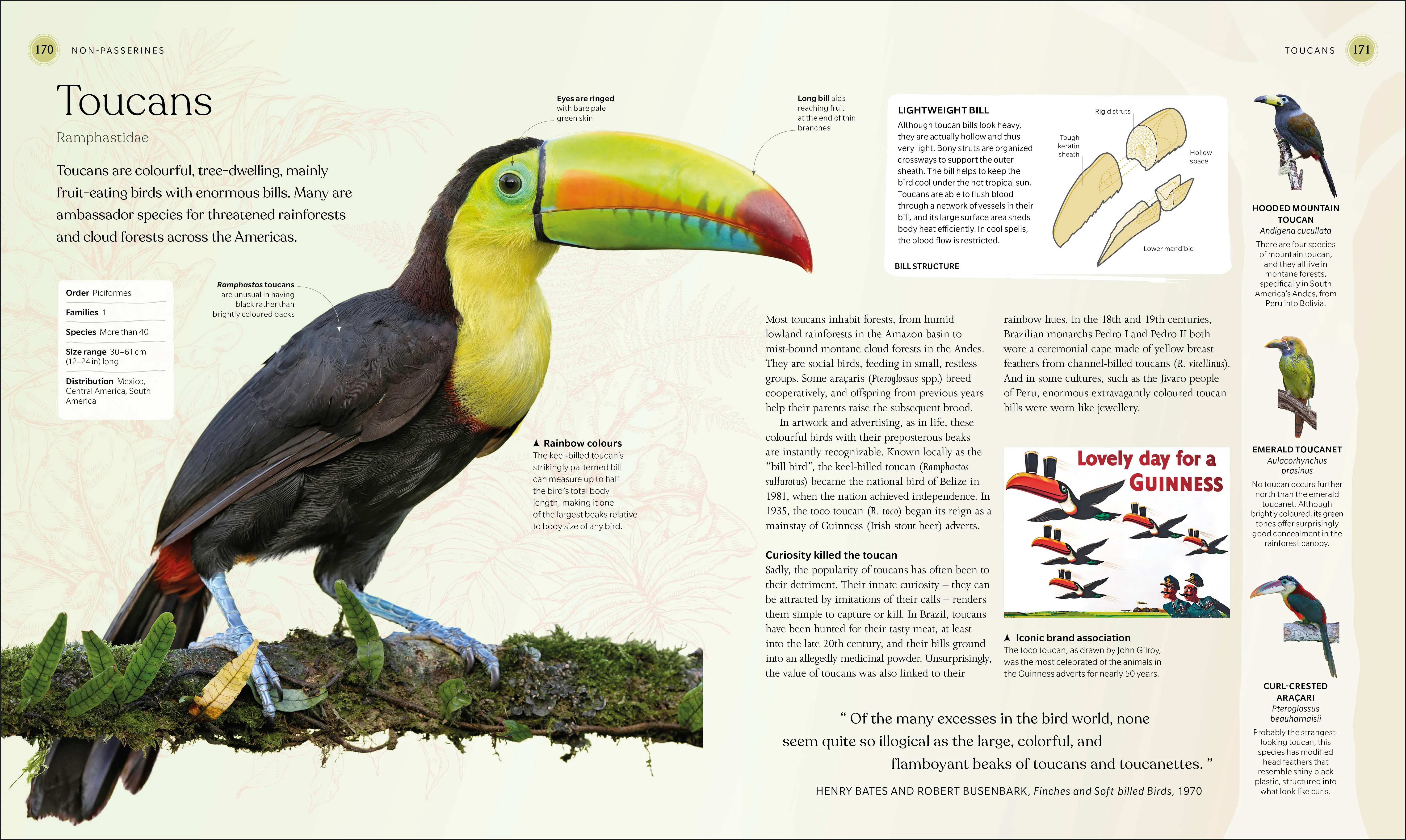 The Bird Book - Image 3