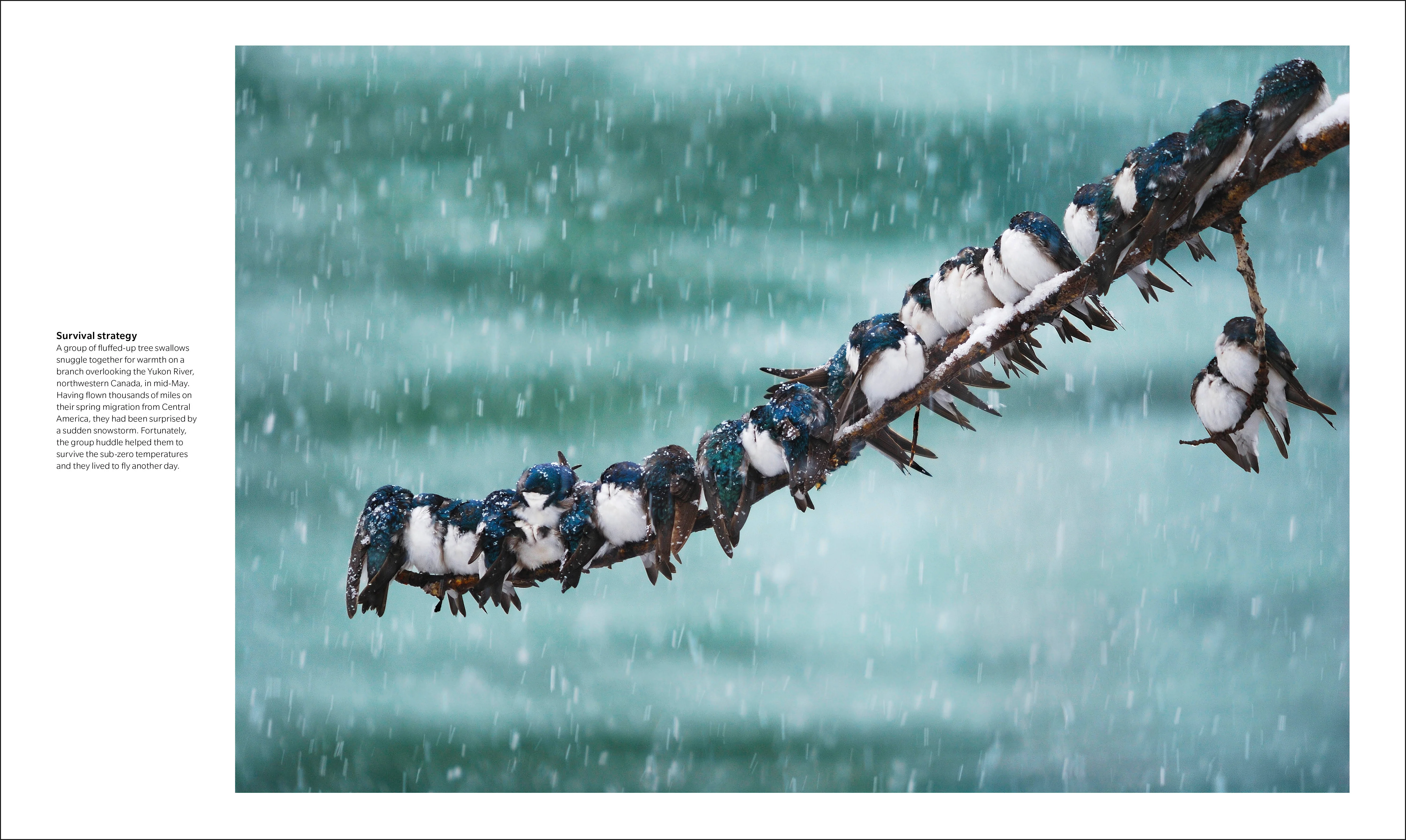 The Bird Book - Image 4