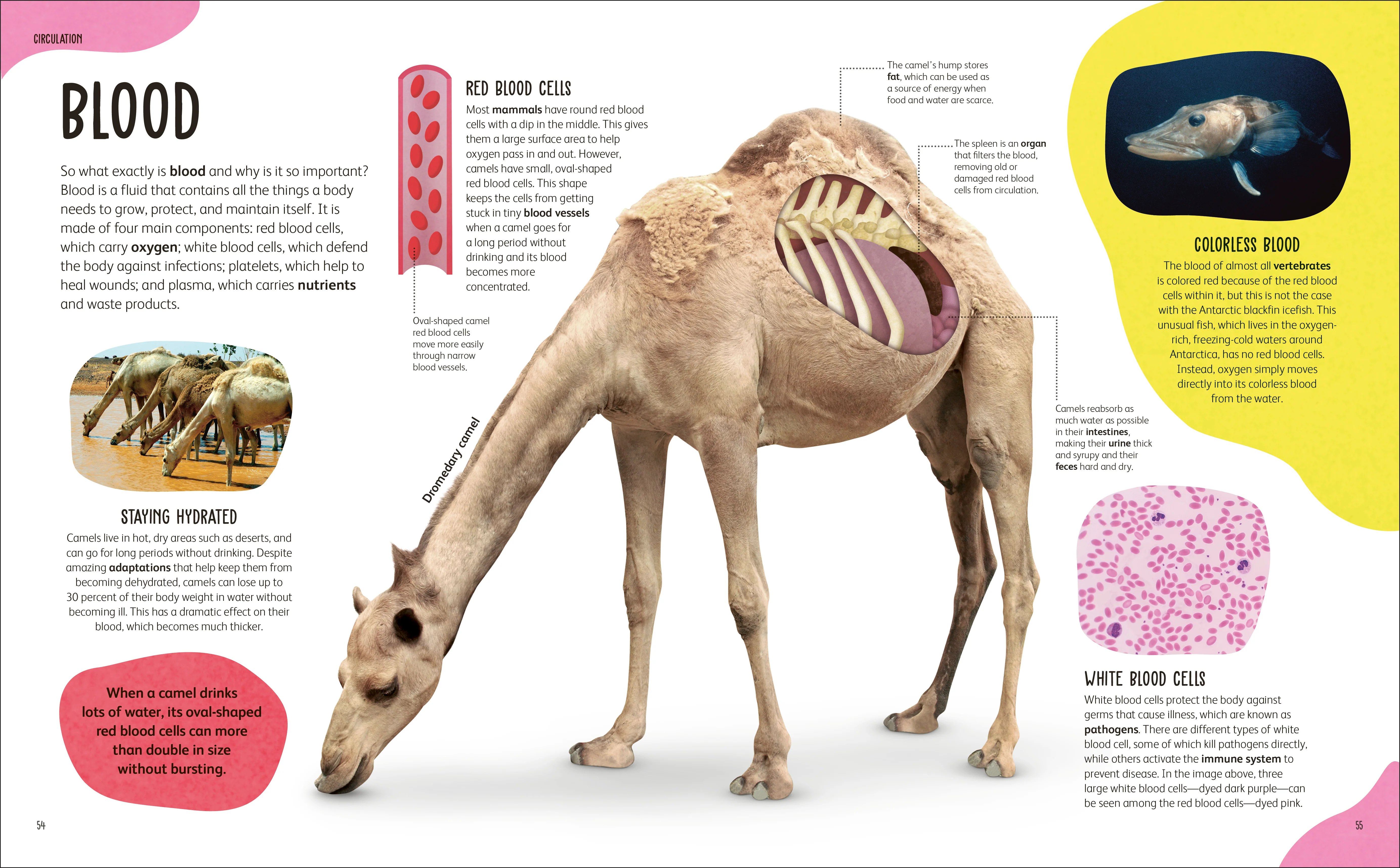 The Animal Body Book - Image 3