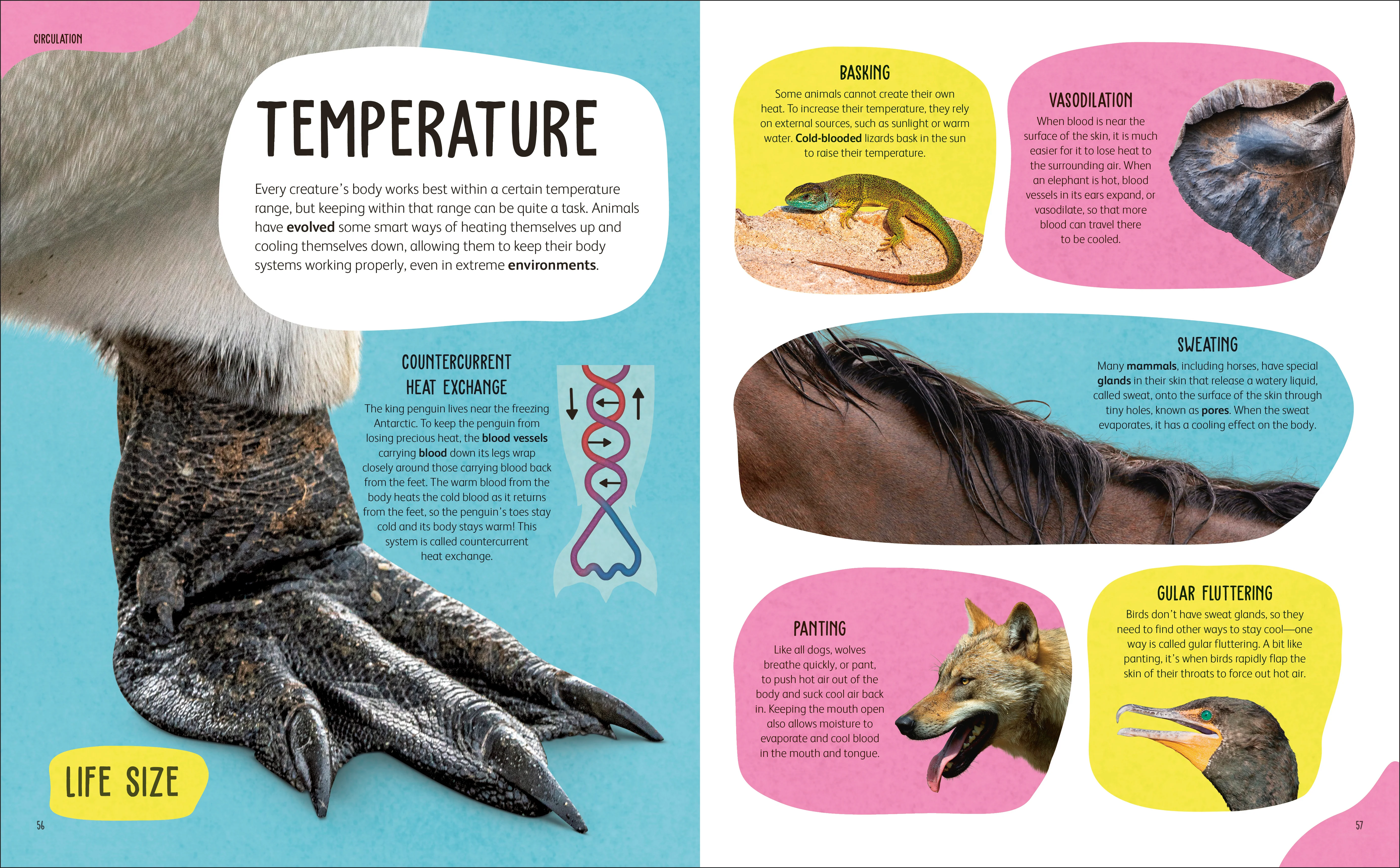 The Animal Body Book - Image 4