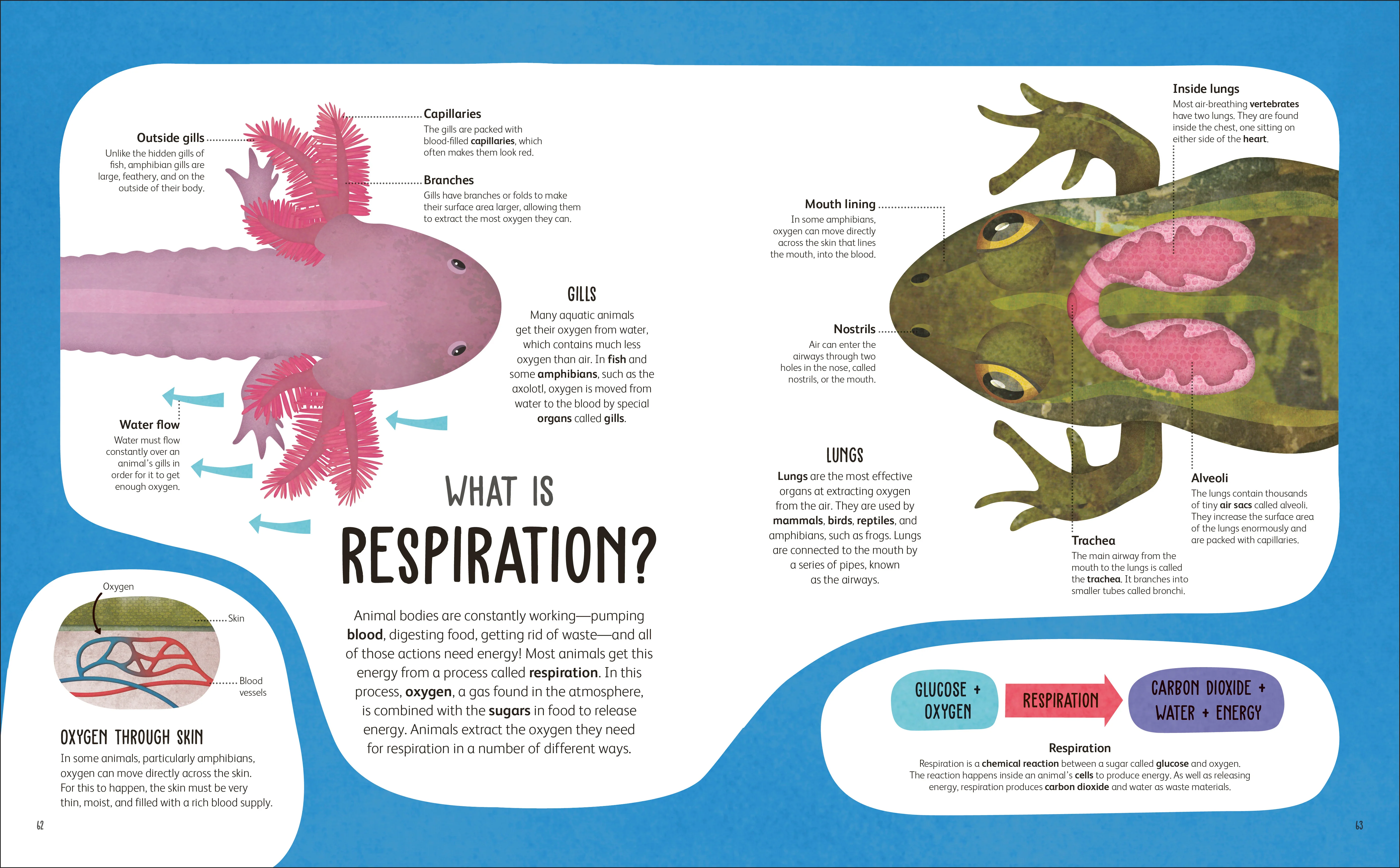 The Animal Body Book - Image 5
