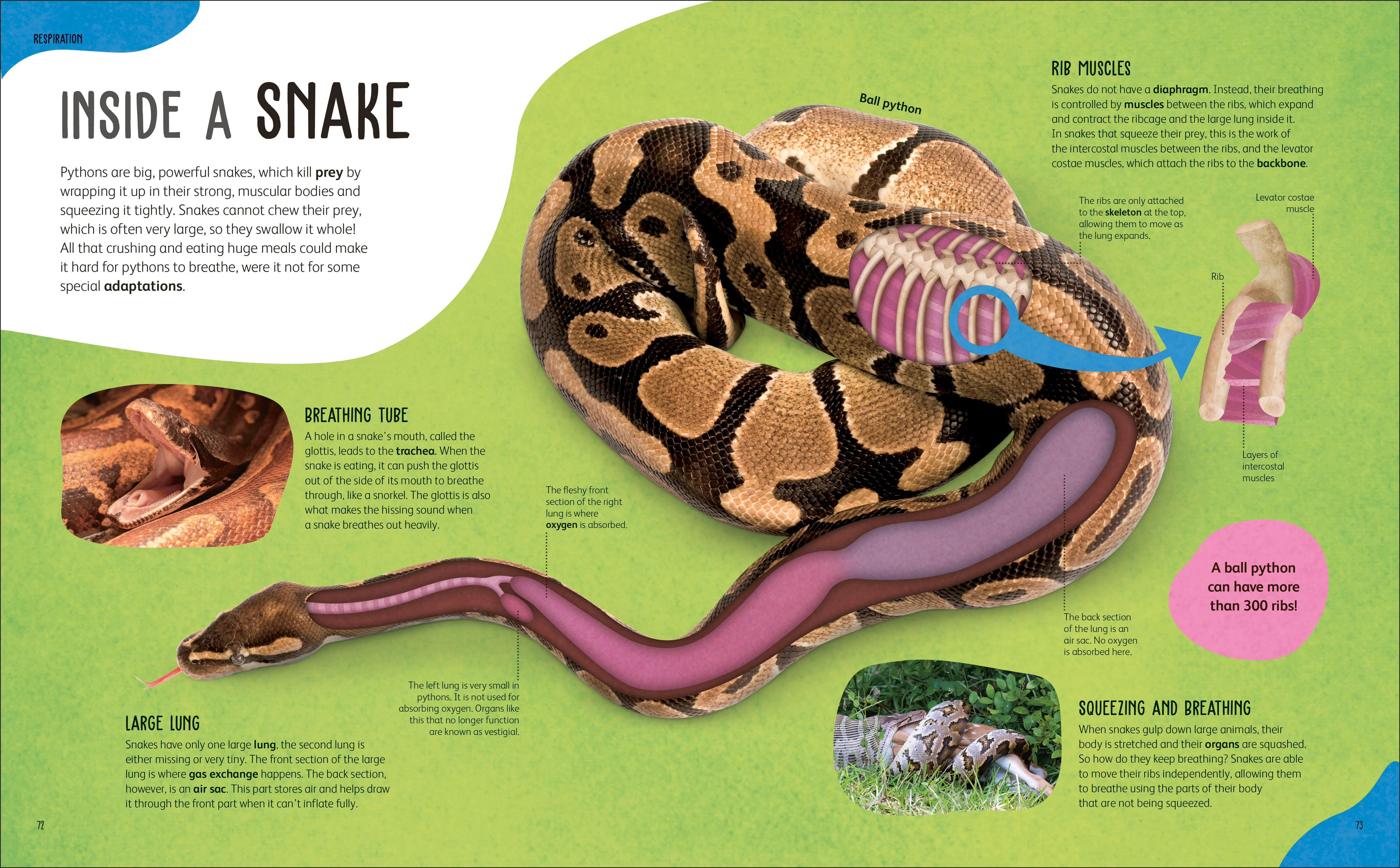 The Animal Body Book - Image 6