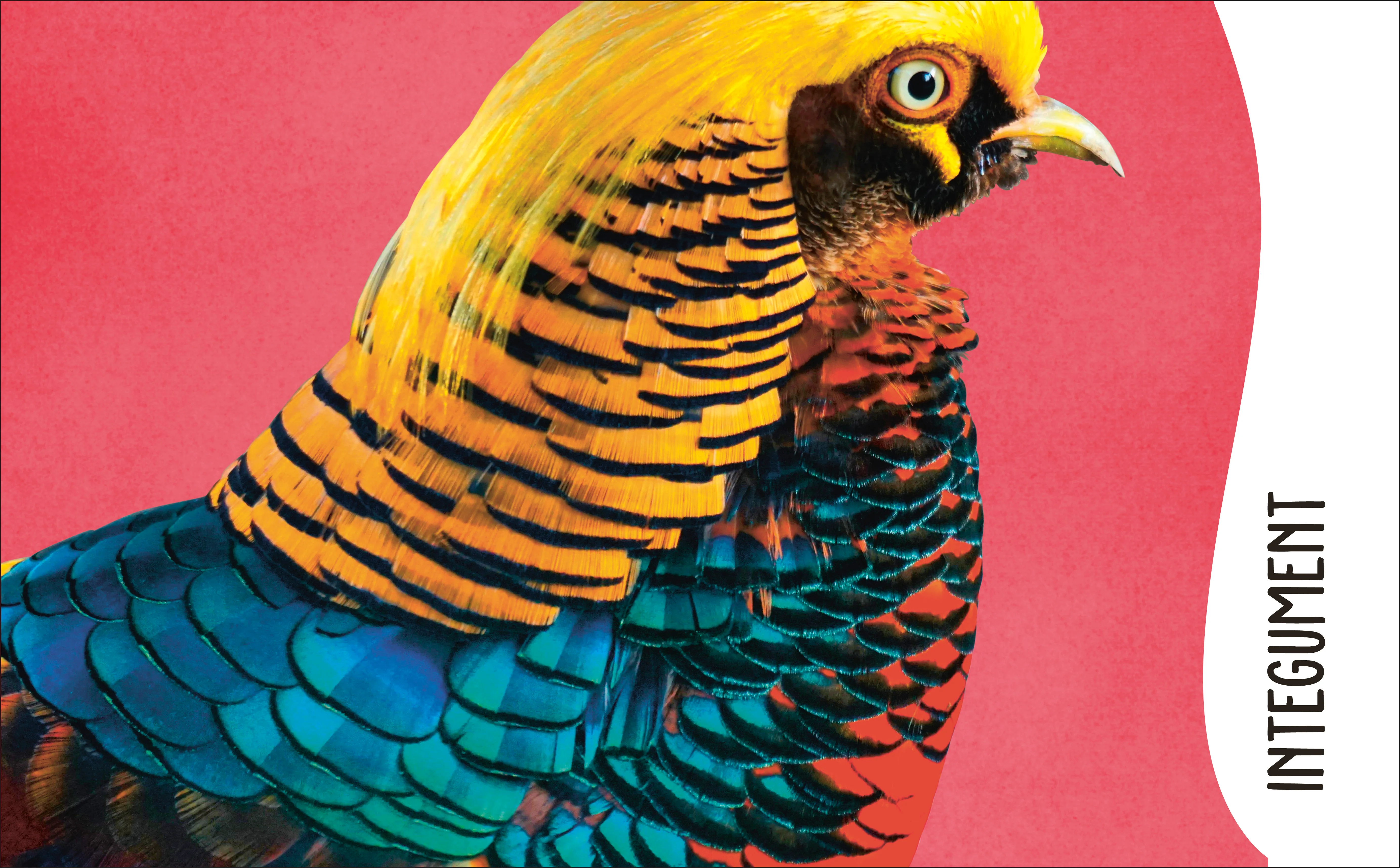 The Animal Body Book - Image 7